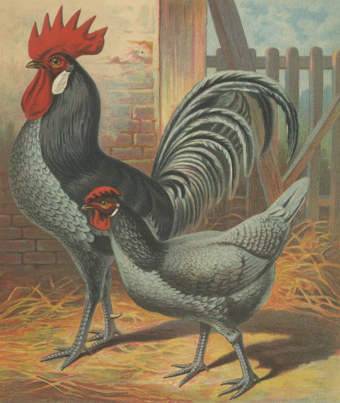 The Elegant Andalusian Chicken - A Rare 19th Century Poultry Lithograph im Angebot 2