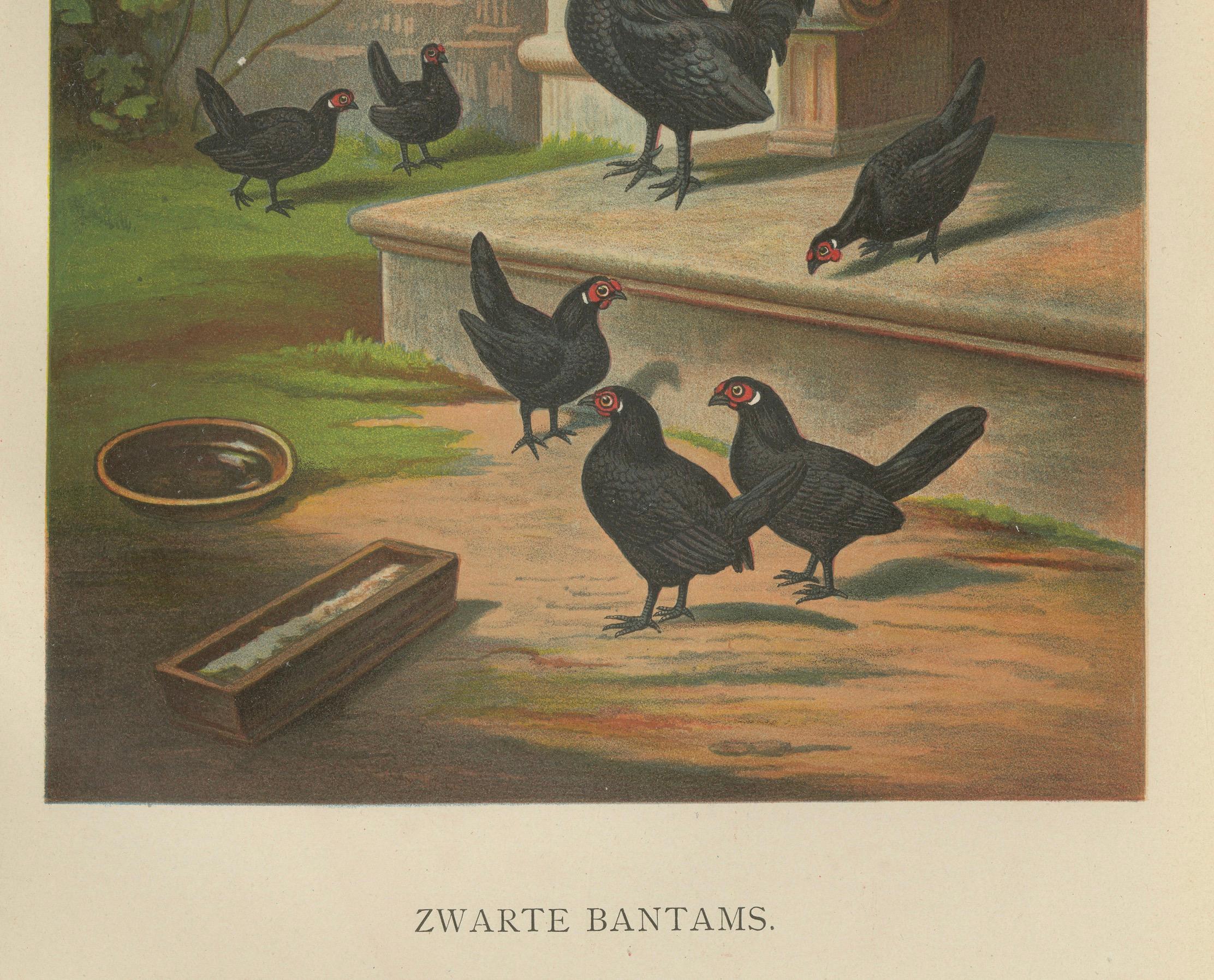 Die eleganten schwarzen Bantams Eine seltene Geflügellithographie aus dem 19.  

Diese eindrucksvolle Chromolithografie aus dem 19. Jahrhundert mit dem Titel Zwarte Bantams zeigt eine Gruppe schwarzer Zwerghühner in einem eleganten Innenhof. Dieser