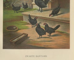 The Elegant Black Bantams - A Rare 19th Century Poultry Lithograph