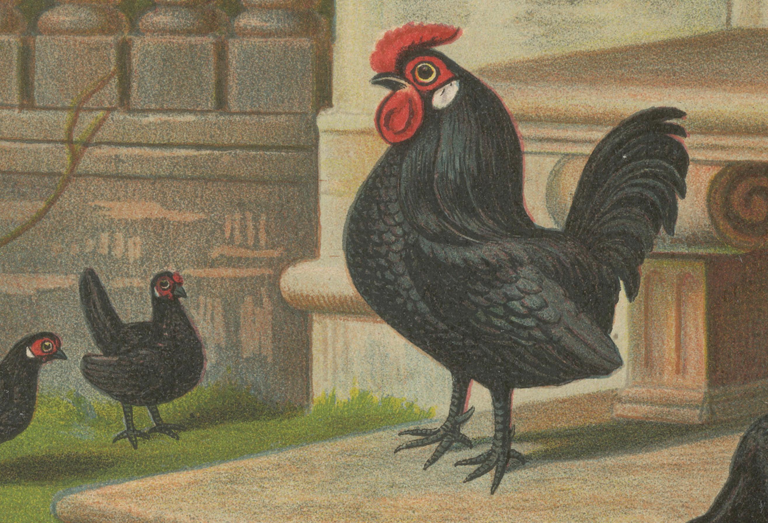 Die eleganten schwarzen Bantams – eine seltene Geflügellithographie des 19. Jahrhunderts (Spätes 19. Jahrhundert) im Angebot