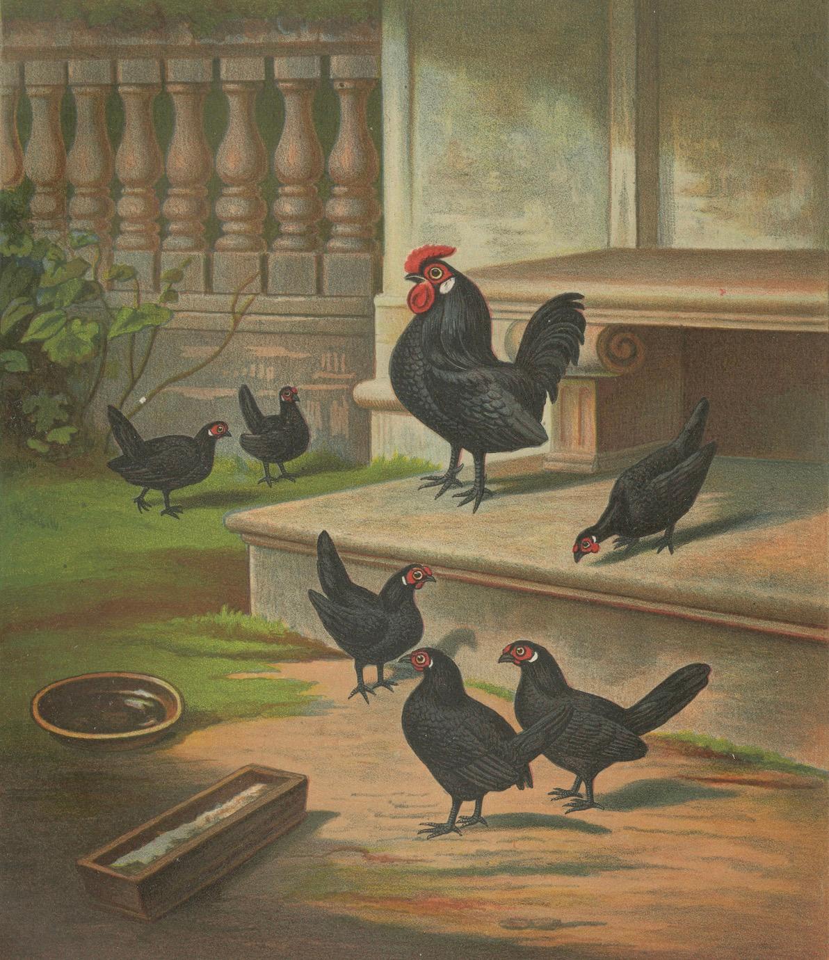 Die eleganten schwarzen Bantams – eine seltene Geflügellithographie des 19. Jahrhunderts (Papier) im Angebot