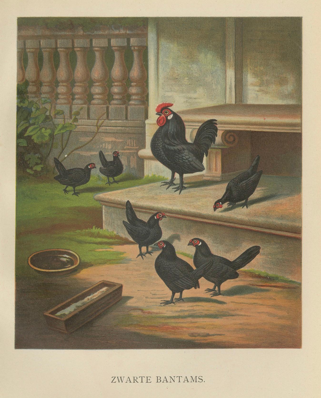 Die eleganten schwarzen Bantams – eine seltene Geflügellithographie des 19. Jahrhunderts im Angebot 1