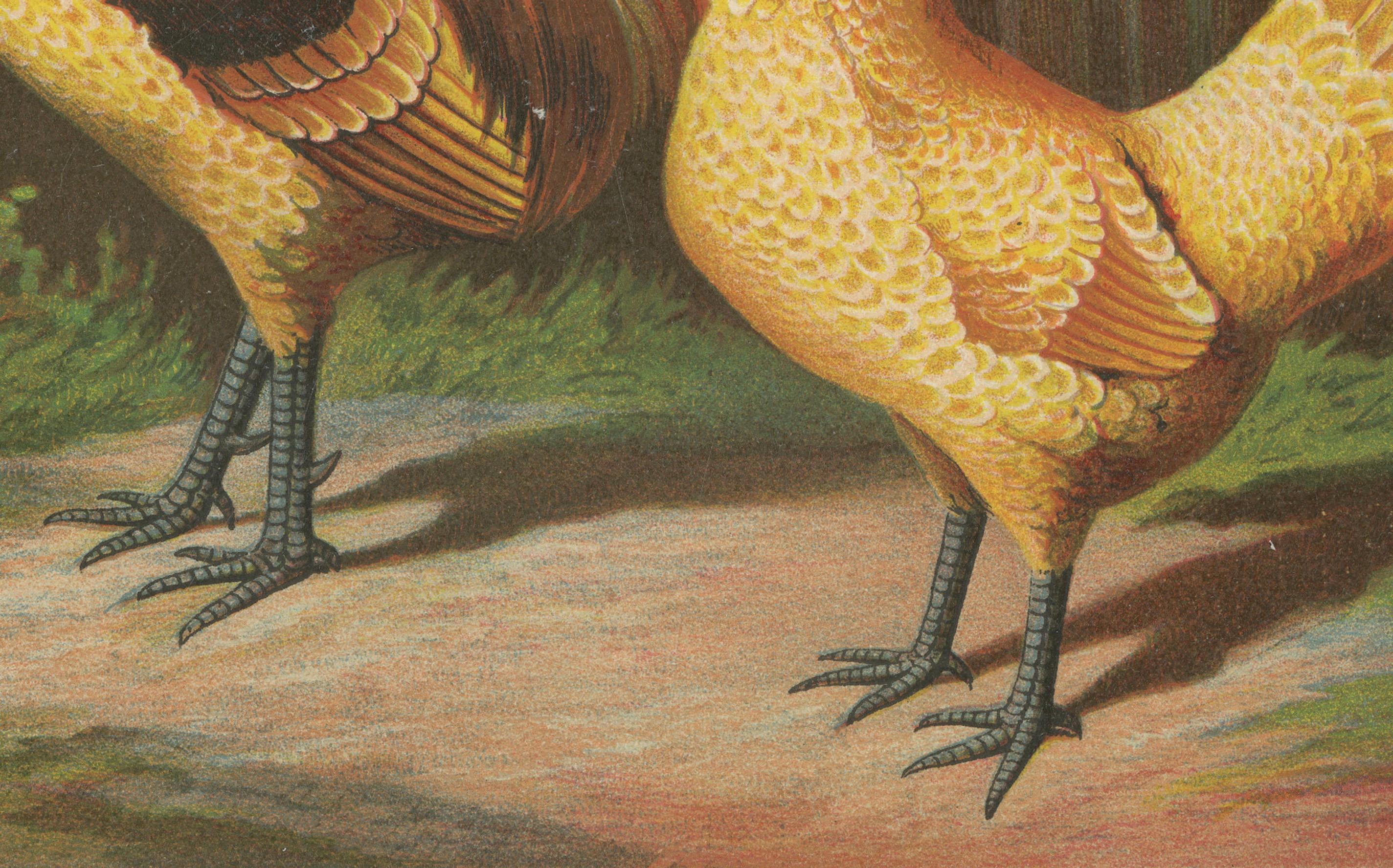 L'elegante pollo camoscio polacco Una rara litografia di pollame del XIX secolo  

Questa splendida cromolitografia del XIX secolo mostra una coppia di polli camosci, una razza ornamentale rinomata per la sua magnifica cresta di piume, il delicato