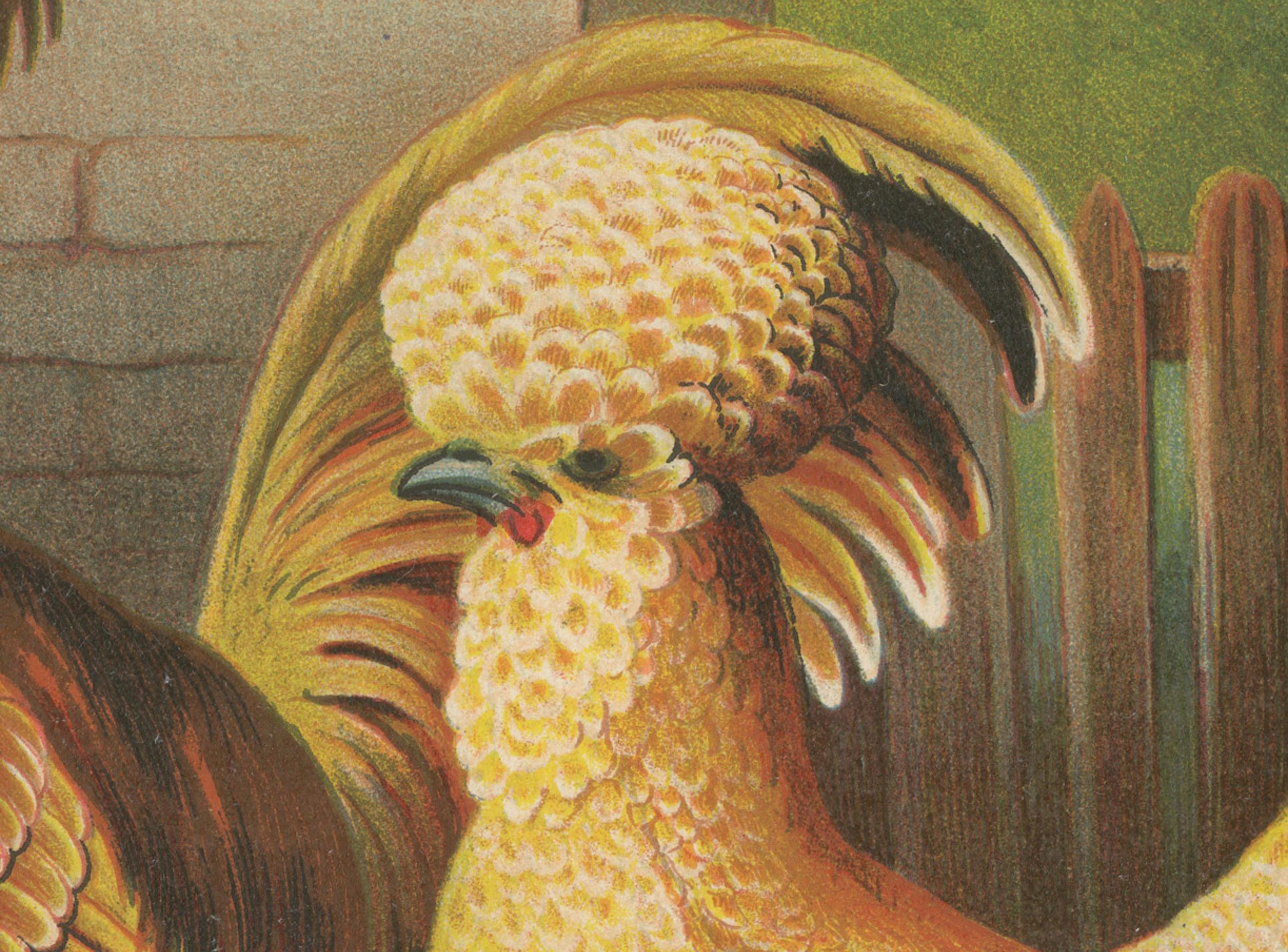 L'elegante pollo camoscio polacco - Una rara litografia di pollame del XIX secolo In condizioni buone in vendita a Langweer, NL