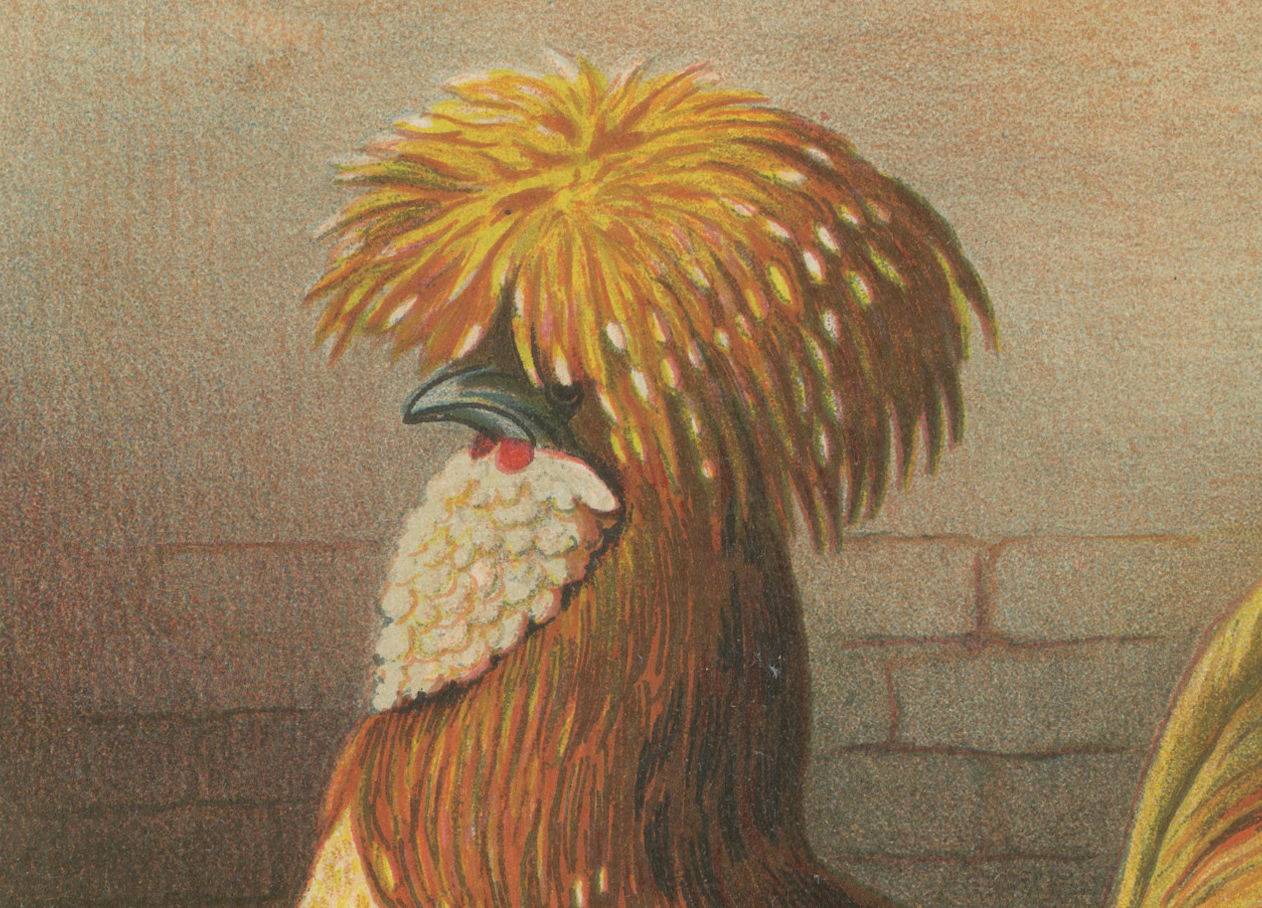 Fine XIX secolo L'elegante pollo camoscio polacco - Una rara litografia di pollame del XIX secolo in vendita