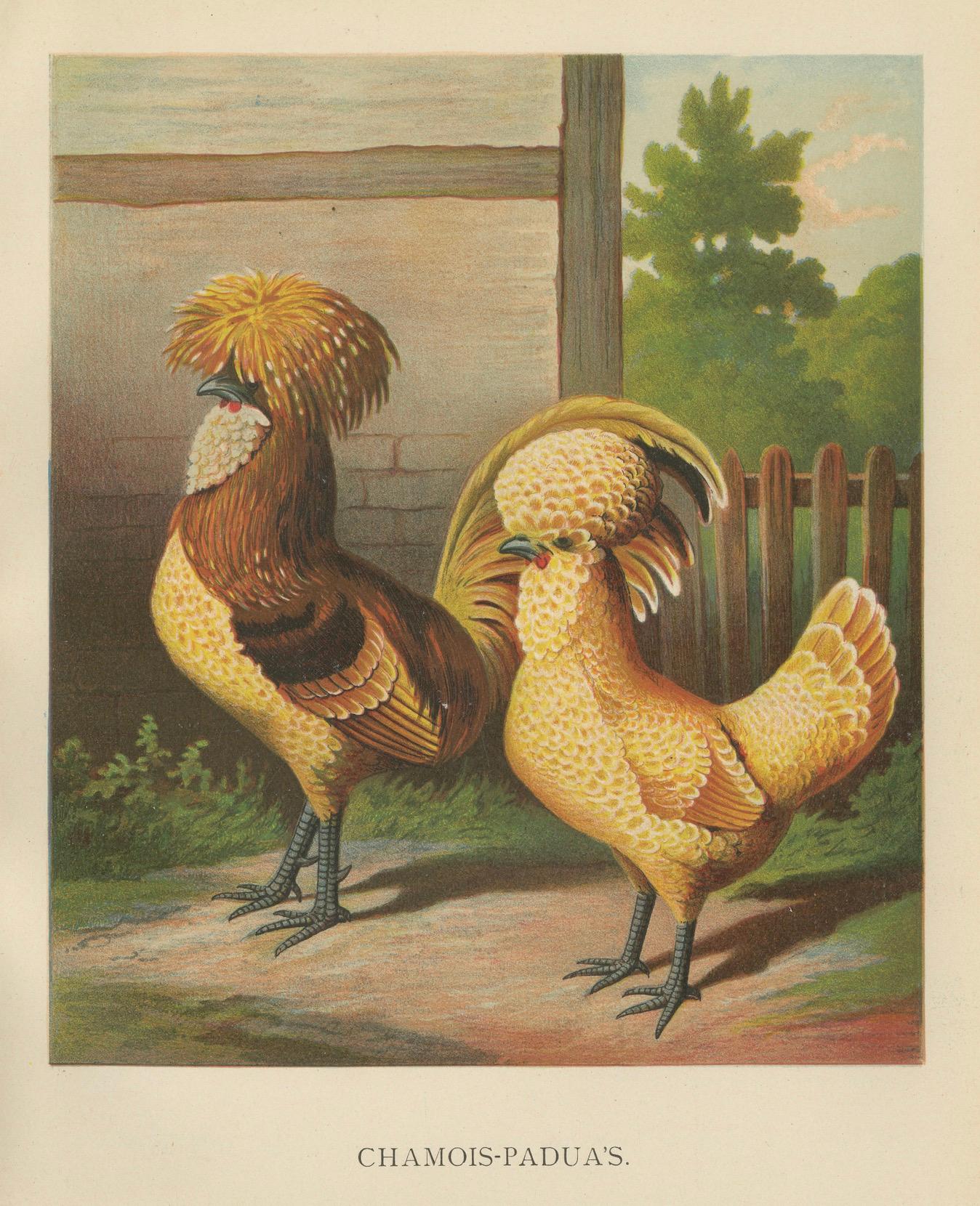 Carta L'elegante pollo camoscio polacco - Una rara litografia di pollame del XIX secolo in vendita