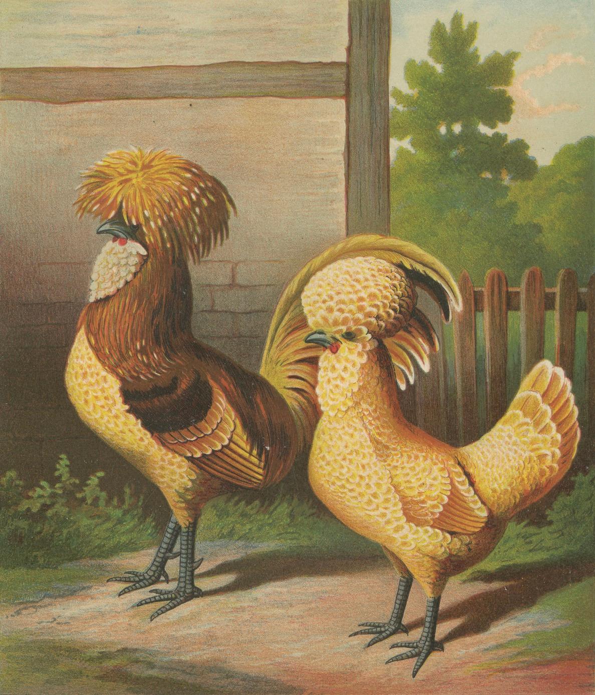 L'elegante pollo camoscio polacco - Una rara litografia di pollame del XIX secolo in vendita 1