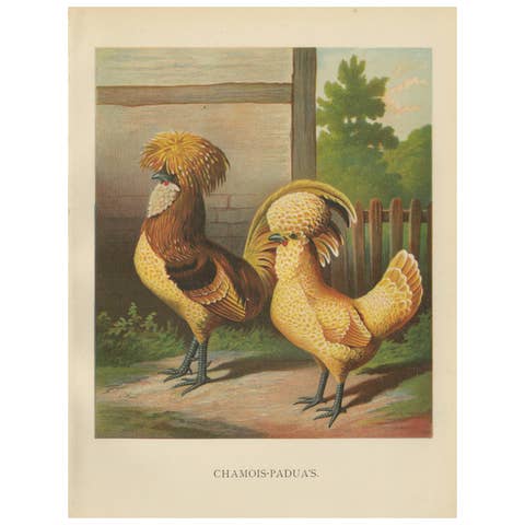 The Elegant Chamois Polish Chicken - A Rare 19th Century Poultry Lithograph