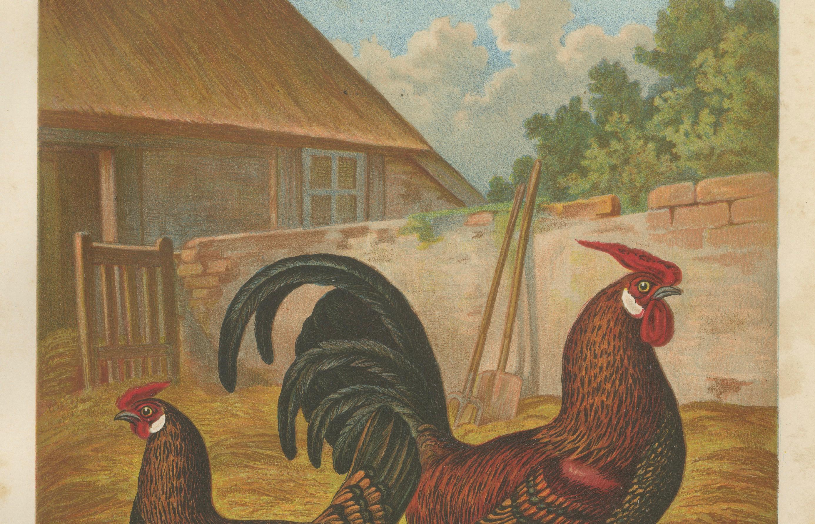 L'Eleganza del pollo d'Amburgo con le spalline d'oro Una rara litografia di pollame del XIX secolo  

Questa squisita cromolitografia del XIX secolo raffigura una coppia di polli di Amburgo dalla livrea dorata, una razza elegante e molto apprezzata,