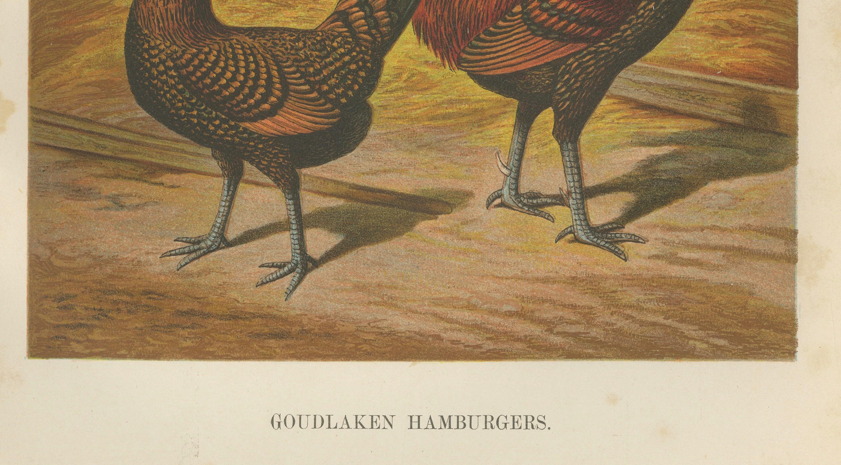 L'Eleganza del pollo d'Amburgo - Una litografia di pollame del XIX secolo In condizioni buone in vendita a Langweer, NL