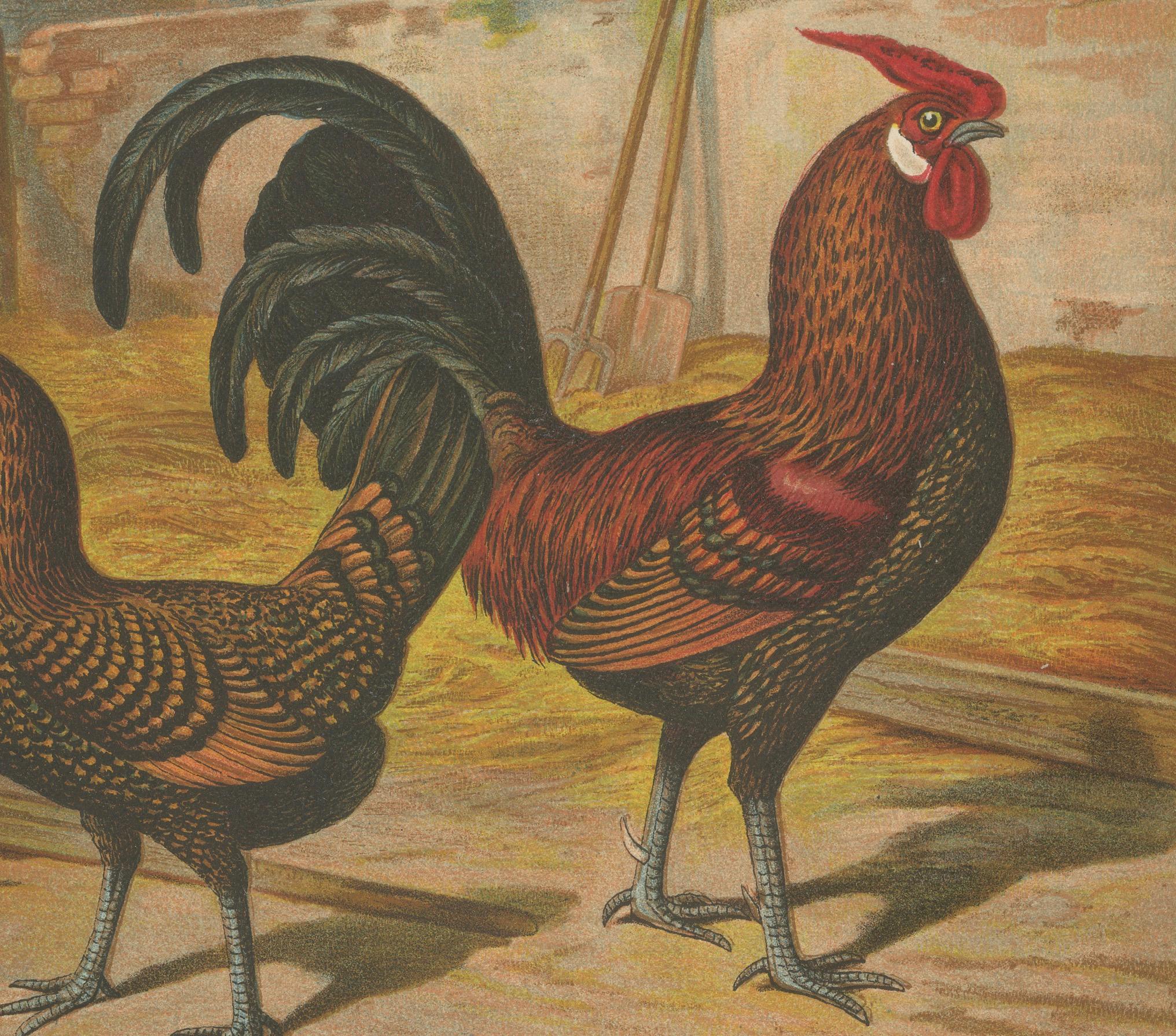 Fine XIX secolo L'Eleganza del pollo d'Amburgo - Una litografia di pollame del XIX secolo in vendita