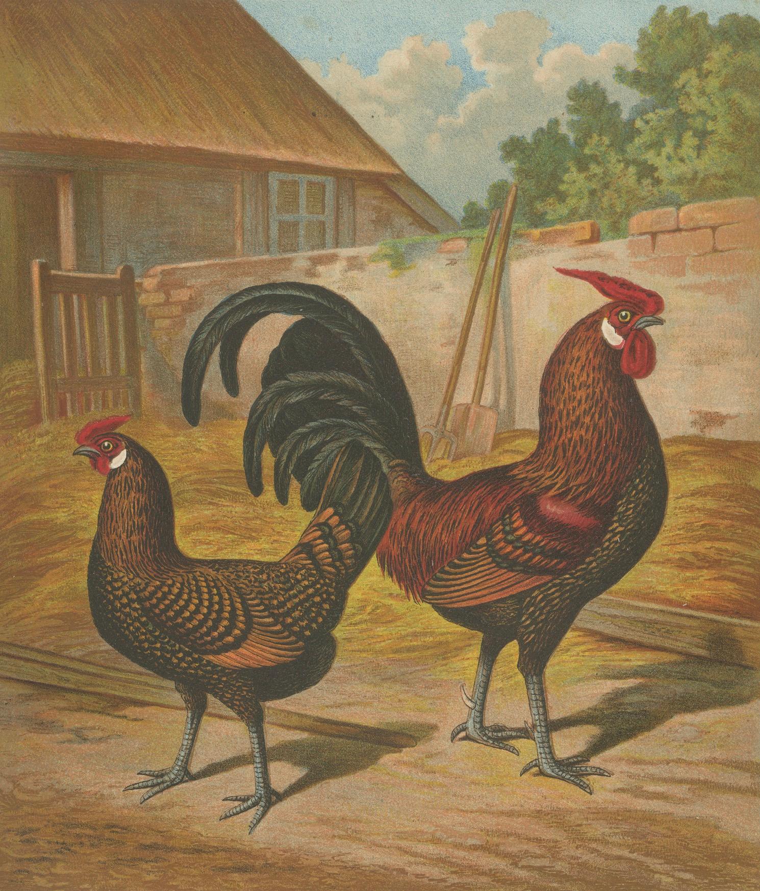 Carta L'Eleganza del pollo d'Amburgo - Una litografia di pollame del XIX secolo in vendita