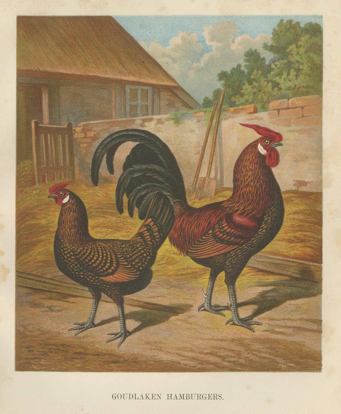L'Eleganza del pollo d'Amburgo - Una litografia di pollame del XIX secolo in vendita 1