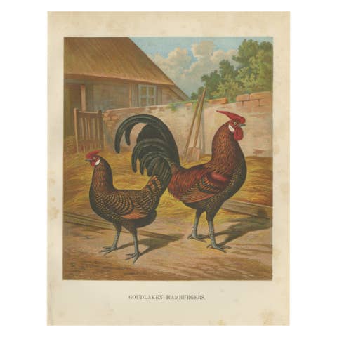 The Elegant Golden Spangled Hamburg Chicken - A 19th Century Poultry Lithograph