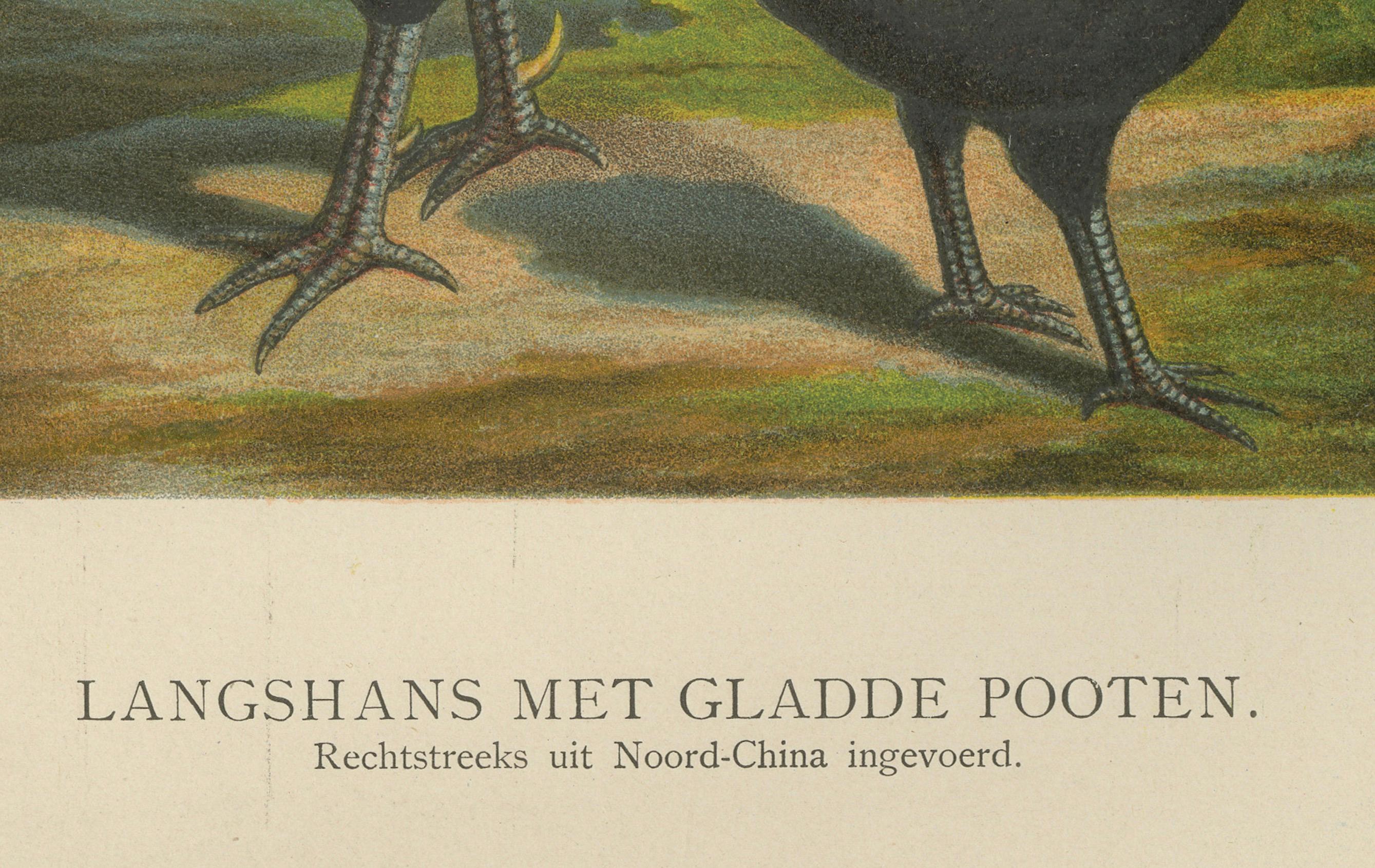 L'Elegant Langshan Lithographie rare du 19e siècle sur la volaille  

Cette impressionnante chromolithographie du XIXe siècle représente un couple de poulets de Langshan, une race très estimée, connue pour sa posture gracieuse, son plumage d'un noir