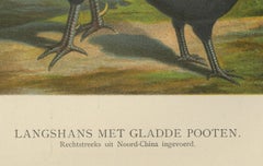 The Elegant Langshan - A Rare 19th Century Poultry Lithograph