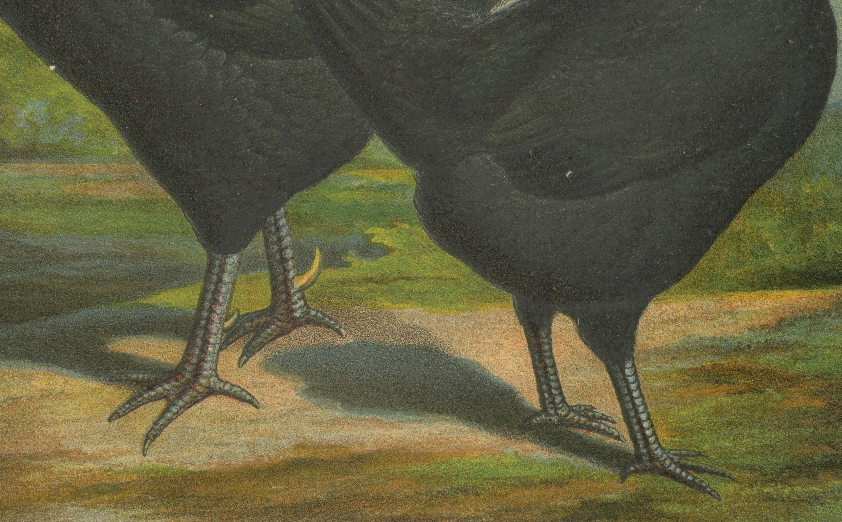 The Elegant Langshan - A Rare 19th Century Poultry Lithograph Bon état - En vente à Langweer, NL