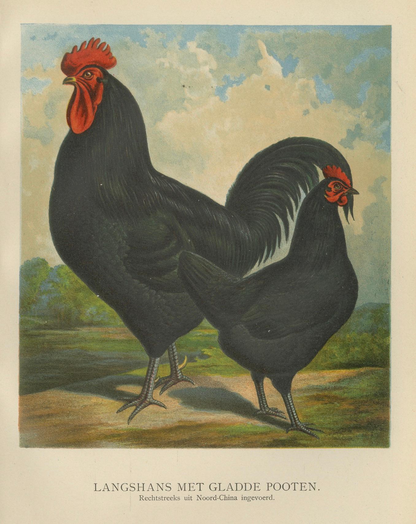 The Elegant Langshan - A Rare 19th Century Poultry Lithograph en vente 1