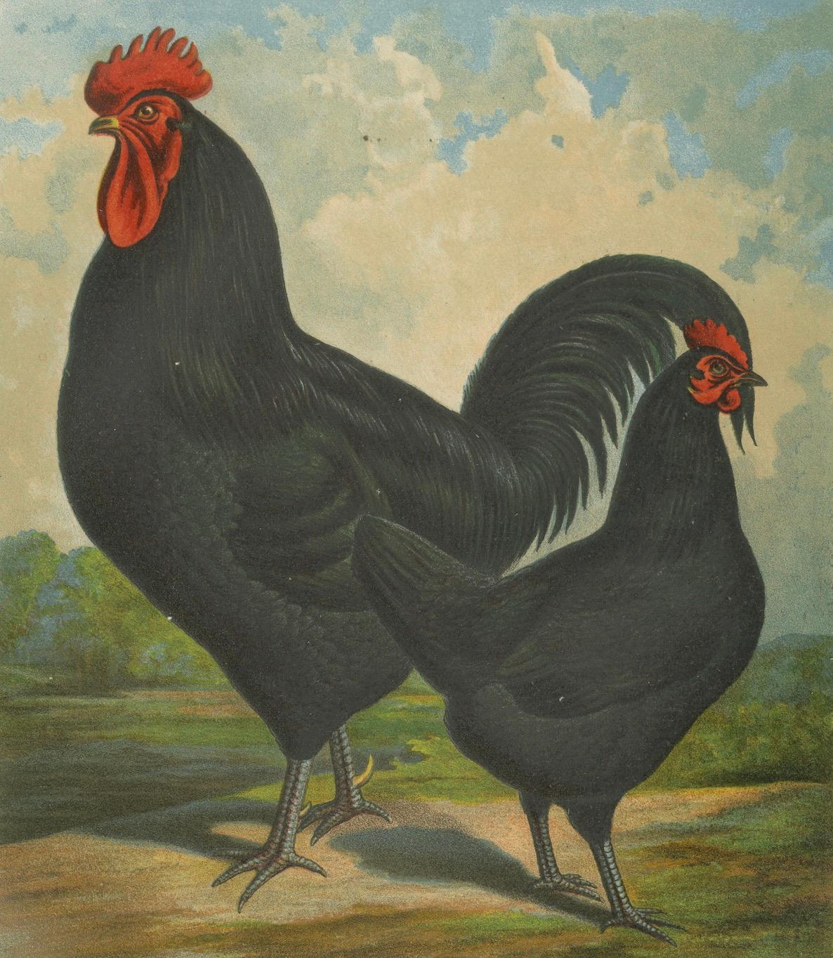 The Elegant Langshan - A Rare 19th Century Poultry Lithograph en vente 2