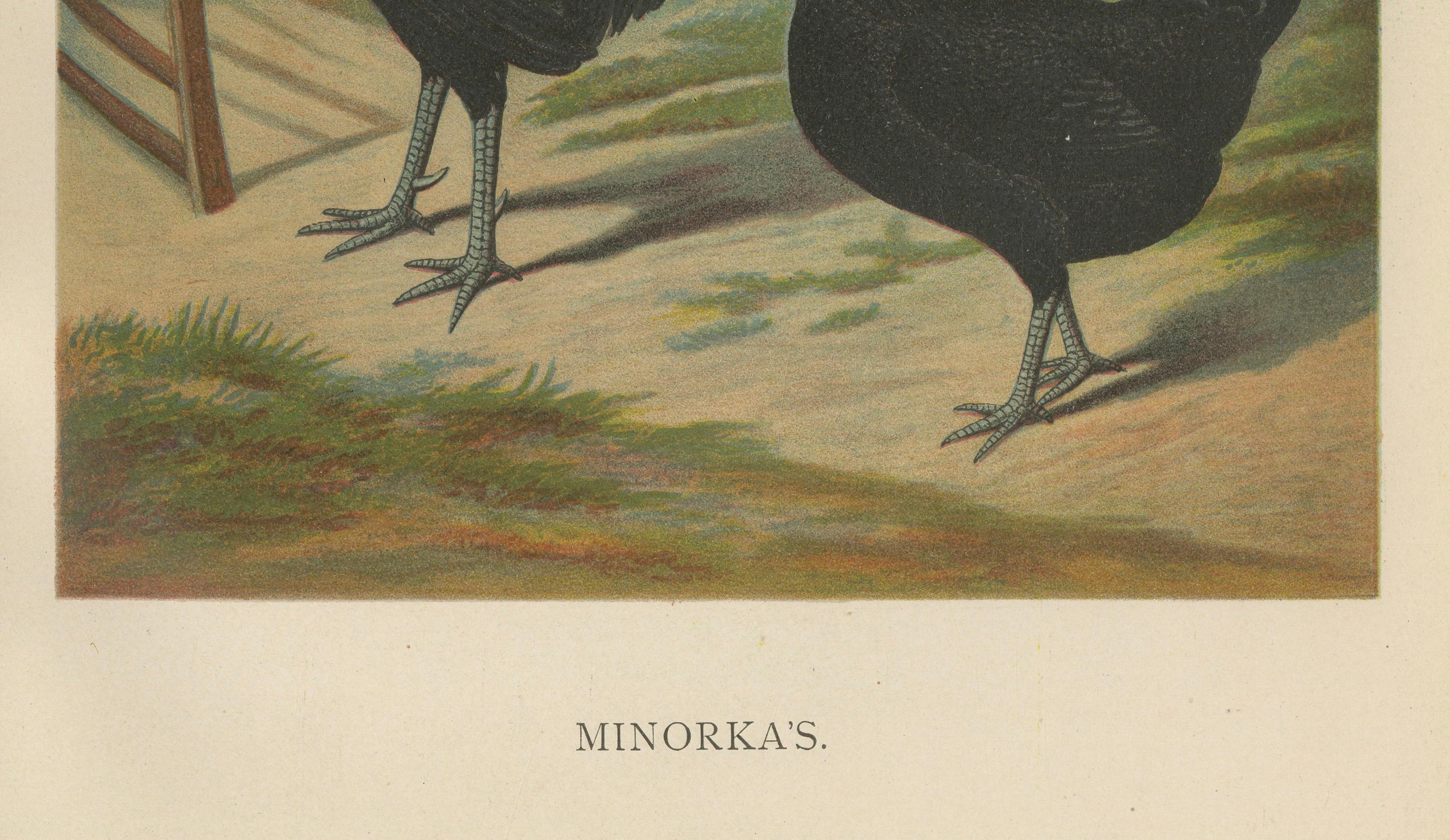The Elegant Minorca A Rare 19th Century Poultry Lithograph  

This exquisite 19th century chromolithograph showcases a pair of Minorca chickens, a Mediterranean breed known for its striking black plumage, large comb, and excellent egg laying