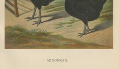 The Elegant Minorca - A Rare 19th Century Poultry Lithograph