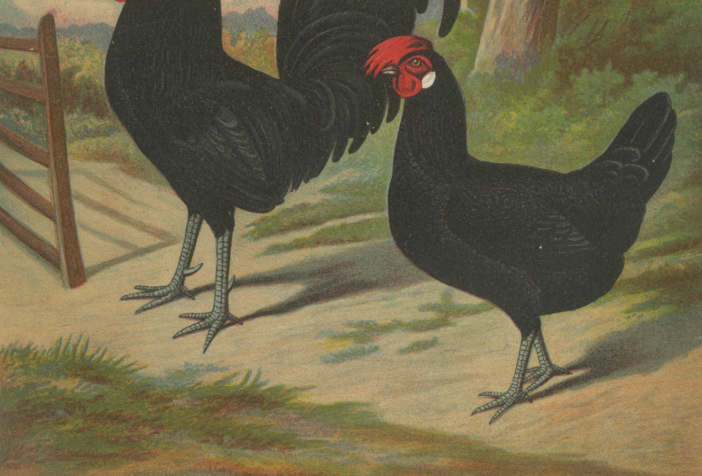 The Elegant Minorca - A Rare 19th Century Poultry Lithograph In Good Condition For Sale In Langweer, NL