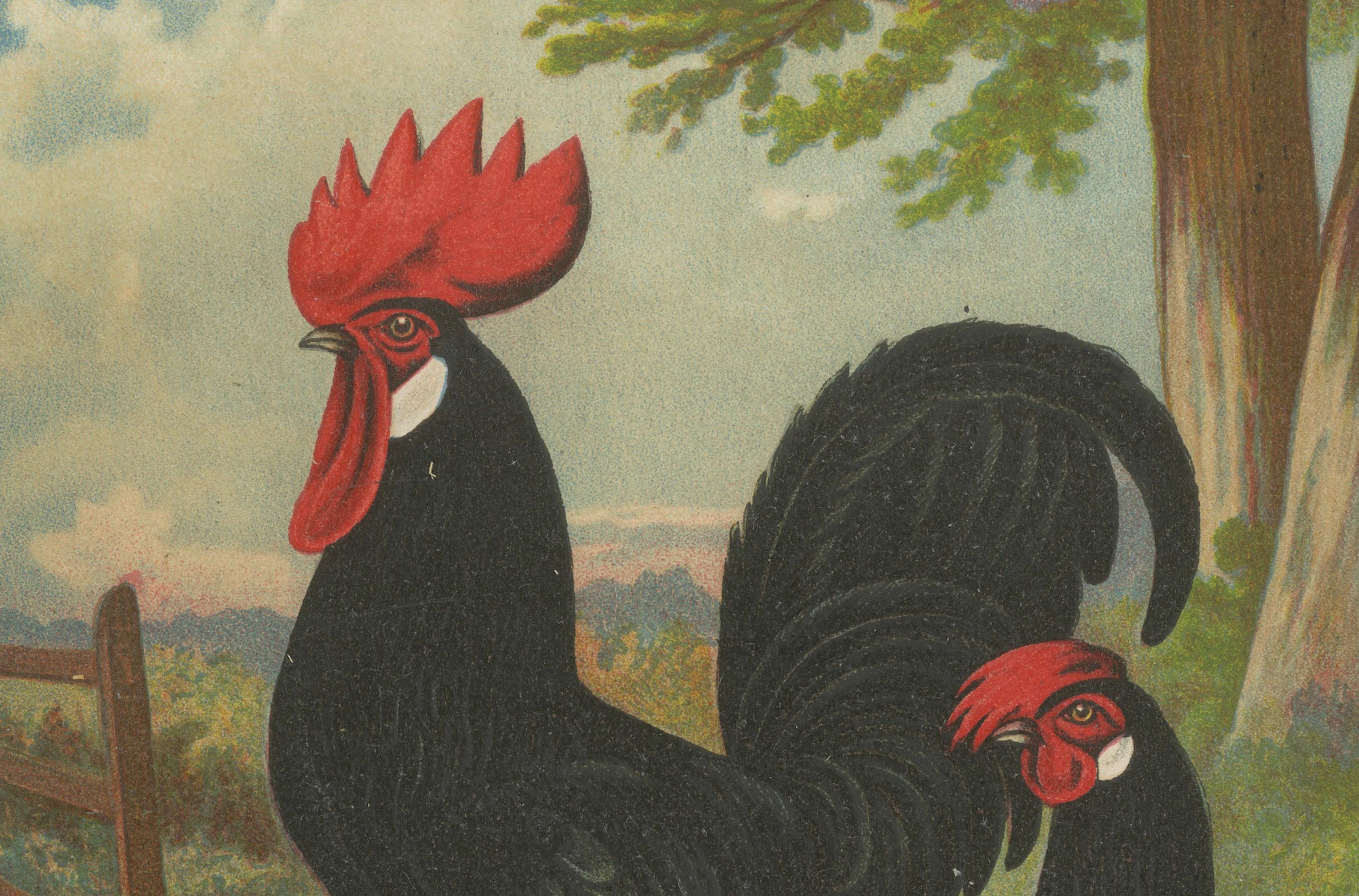 Late 19th Century The Elegant Minorca - A Rare 19th Century Poultry Lithograph For Sale