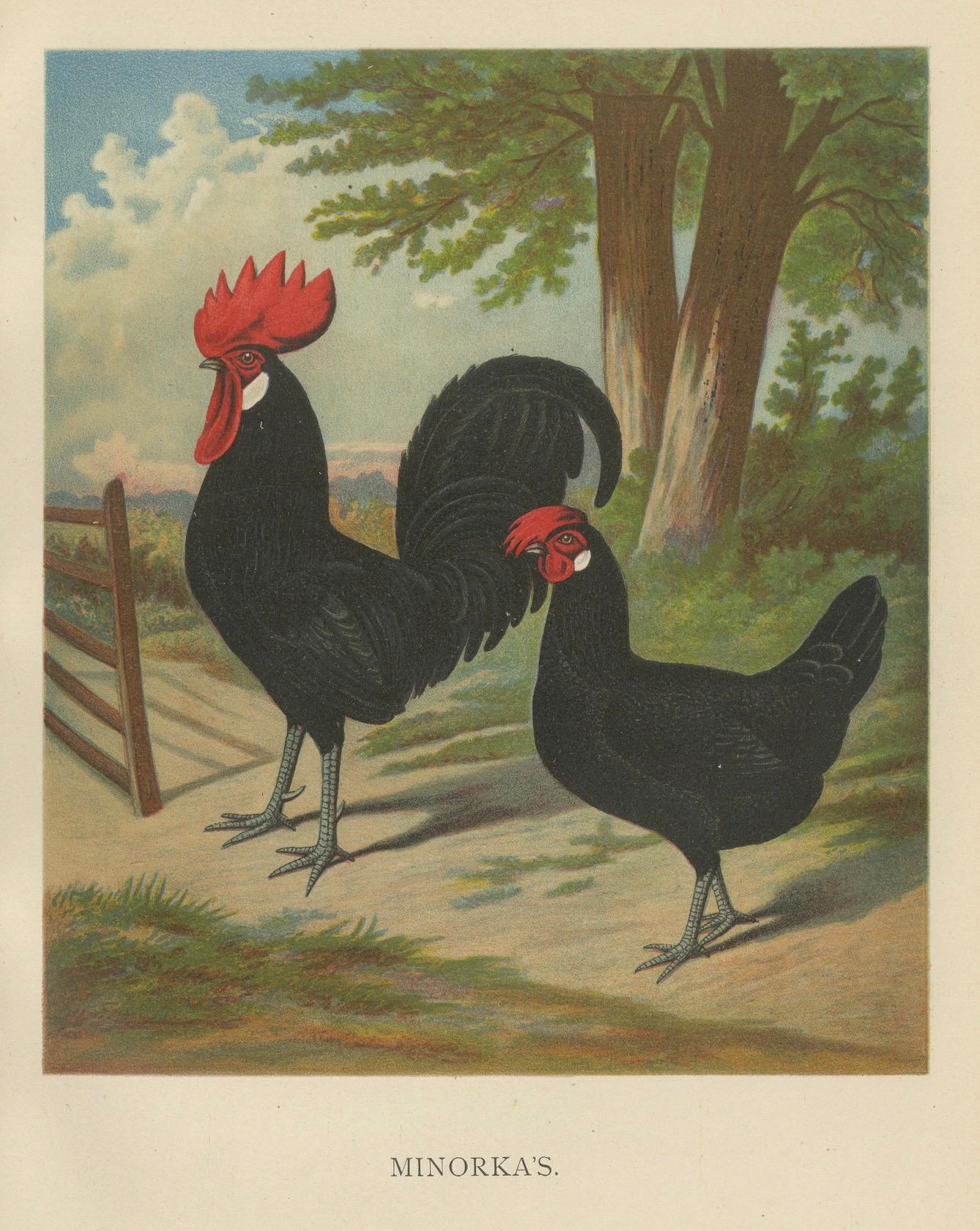 Paper The Elegant Minorca - A Rare 19th Century Poultry Lithograph For Sale