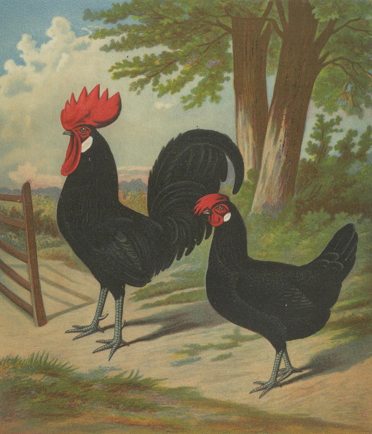 The Elegant Minorca - A Rare 19th Century Poultry Lithograph For Sale 1