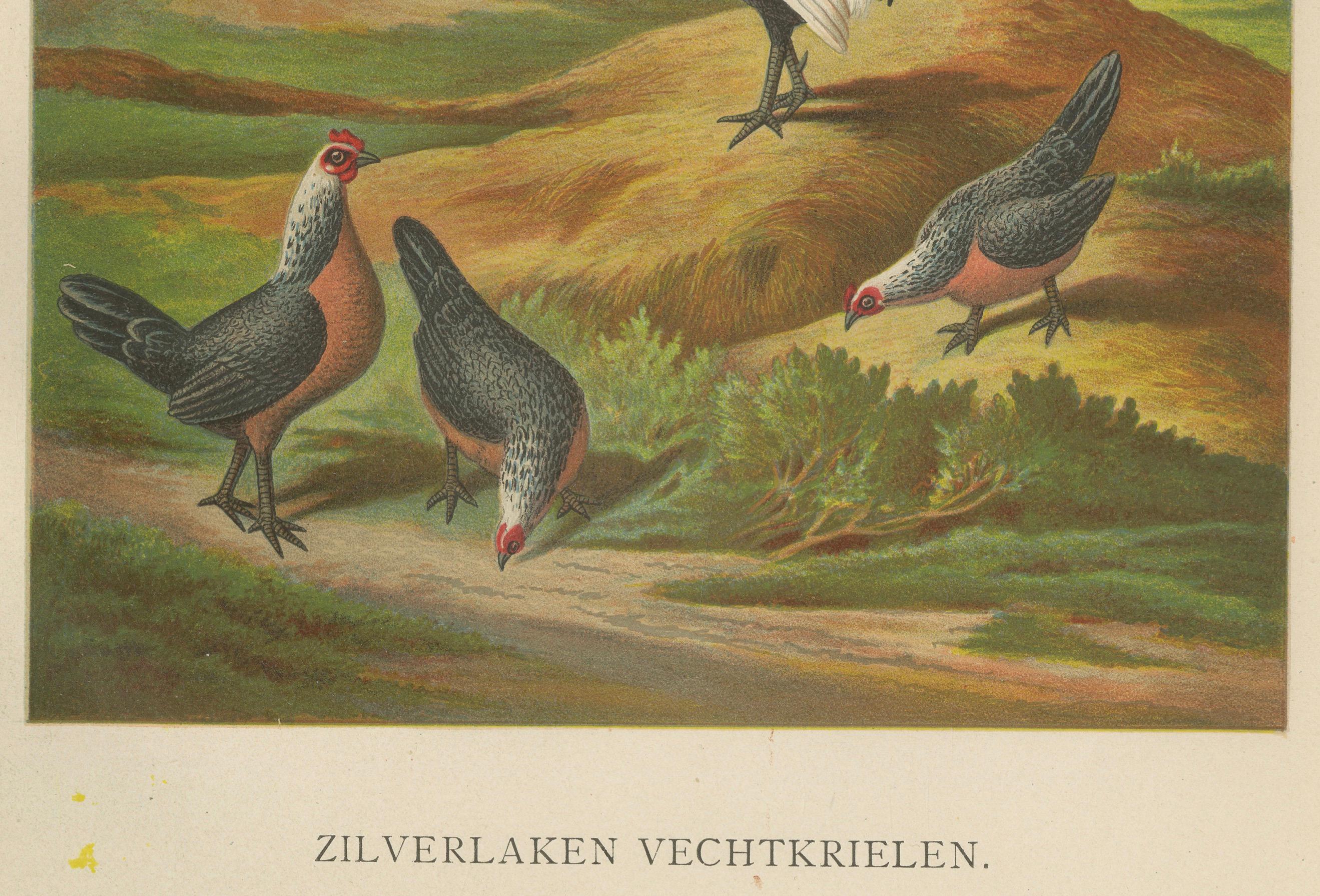 The Elegant Silver Bantam Game Fowl - Eine seltene Geflügellithographie aus Silber des 19. Jahrhunderts  

Diese schöne Chromolithografie aus dem 19. Jahrhundert zeigt eine Gruppe von Silbernen Bantamhühnern, einer kleinen, aber flinken Rasse, die