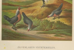 The Elegant Silver Bantam Game Fowl - A Rare 19th Century Poultry Lithograph