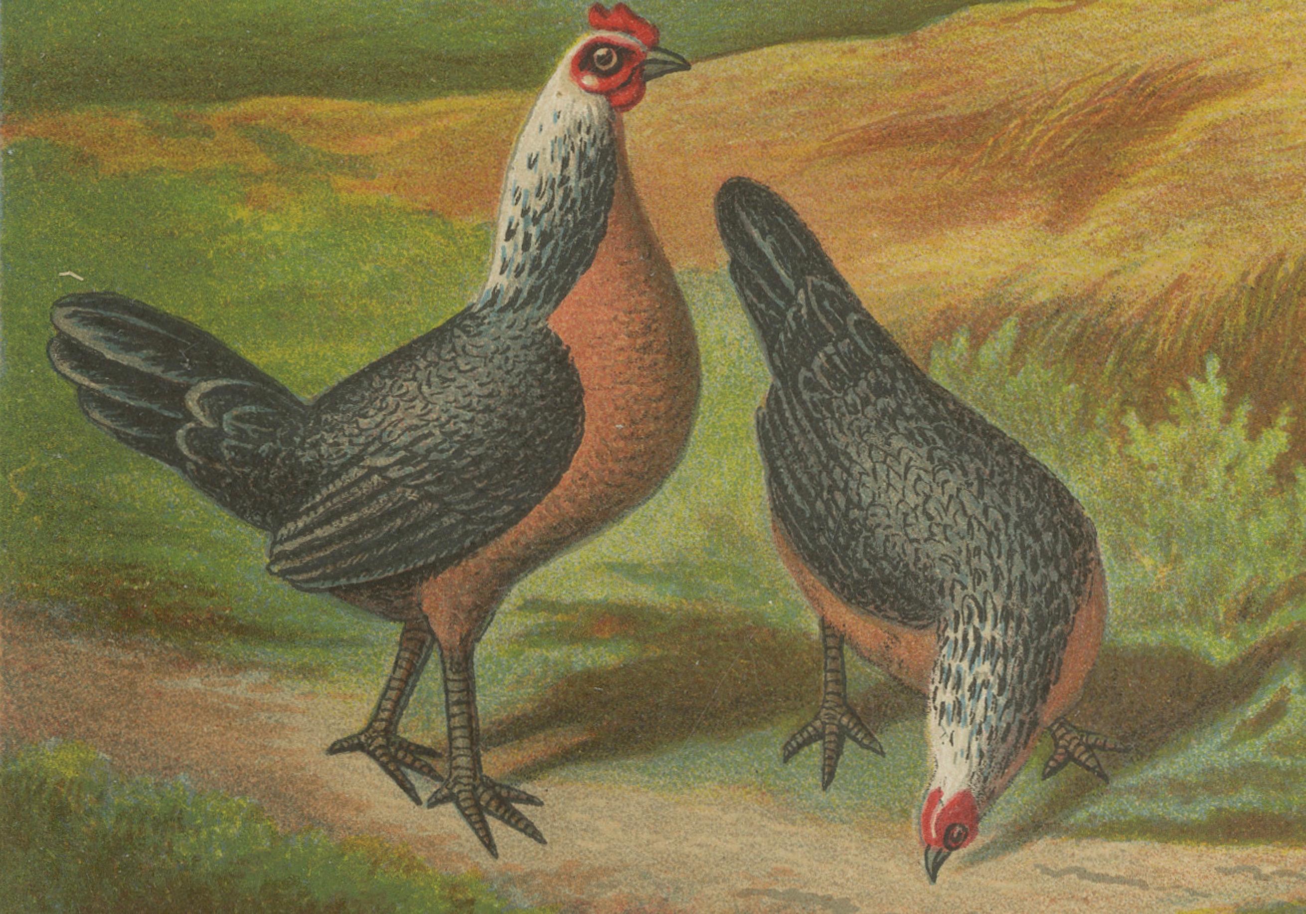 The Elegant Silver Bantam Game Fowl - Eine seltene Geflügellithographie aus Silber des 19. Jahrhunderts im Zustand „Gut“ im Angebot in Langweer, NL