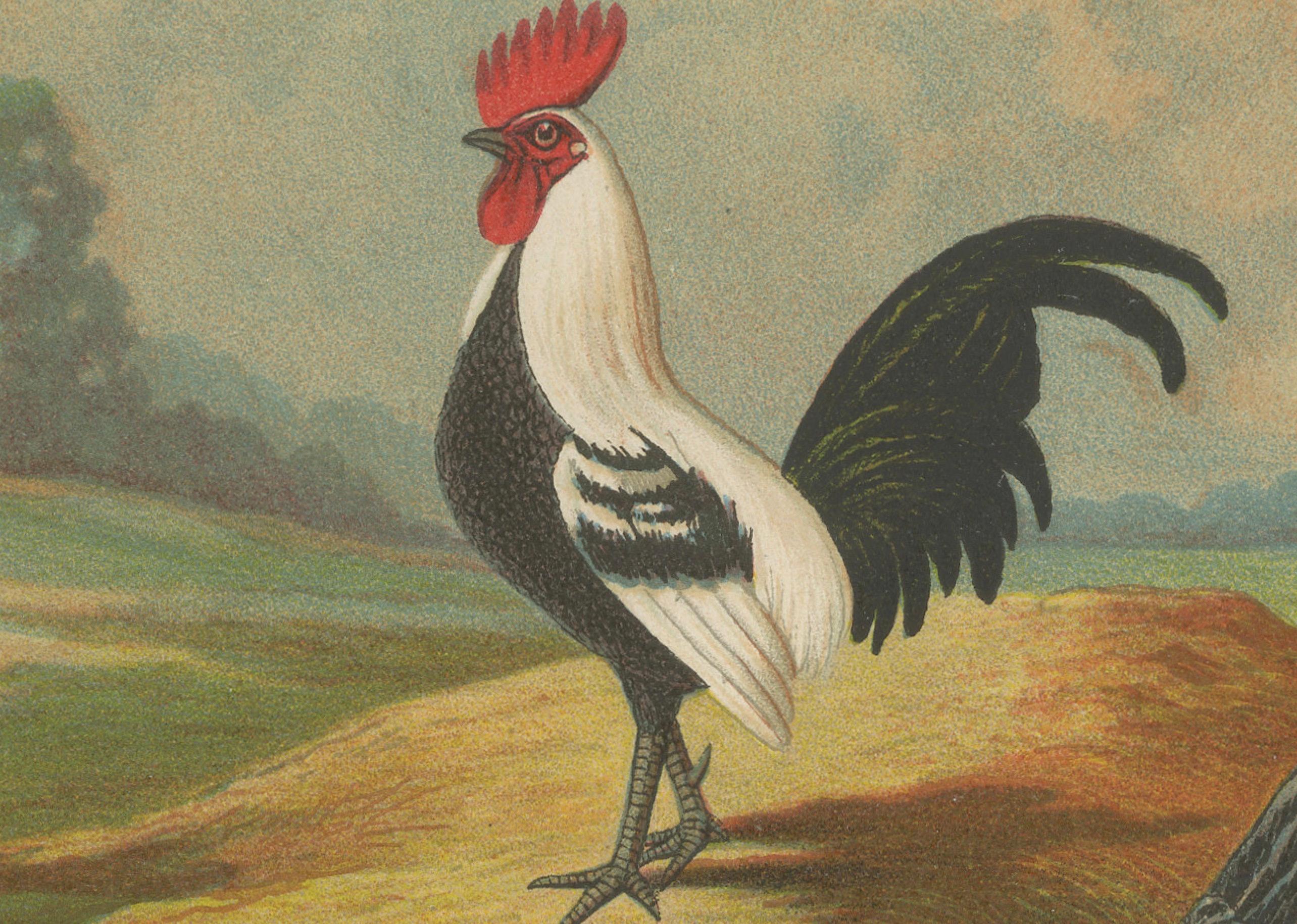 The Elegant Silver Bantam Game Fowl - Eine seltene Geflügellithographie aus Silber des 19. Jahrhunderts (Spätes 19. Jahrhundert) im Angebot