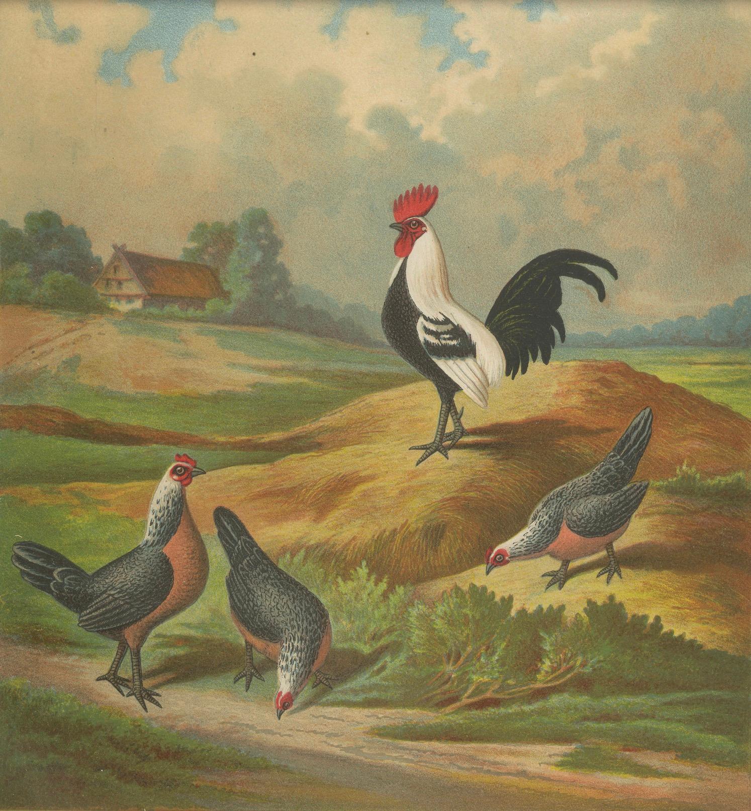 The Elegant Silver Bantam Game Fowl - Eine seltene Geflügellithographie aus Silber des 19. Jahrhunderts (Papier) im Angebot