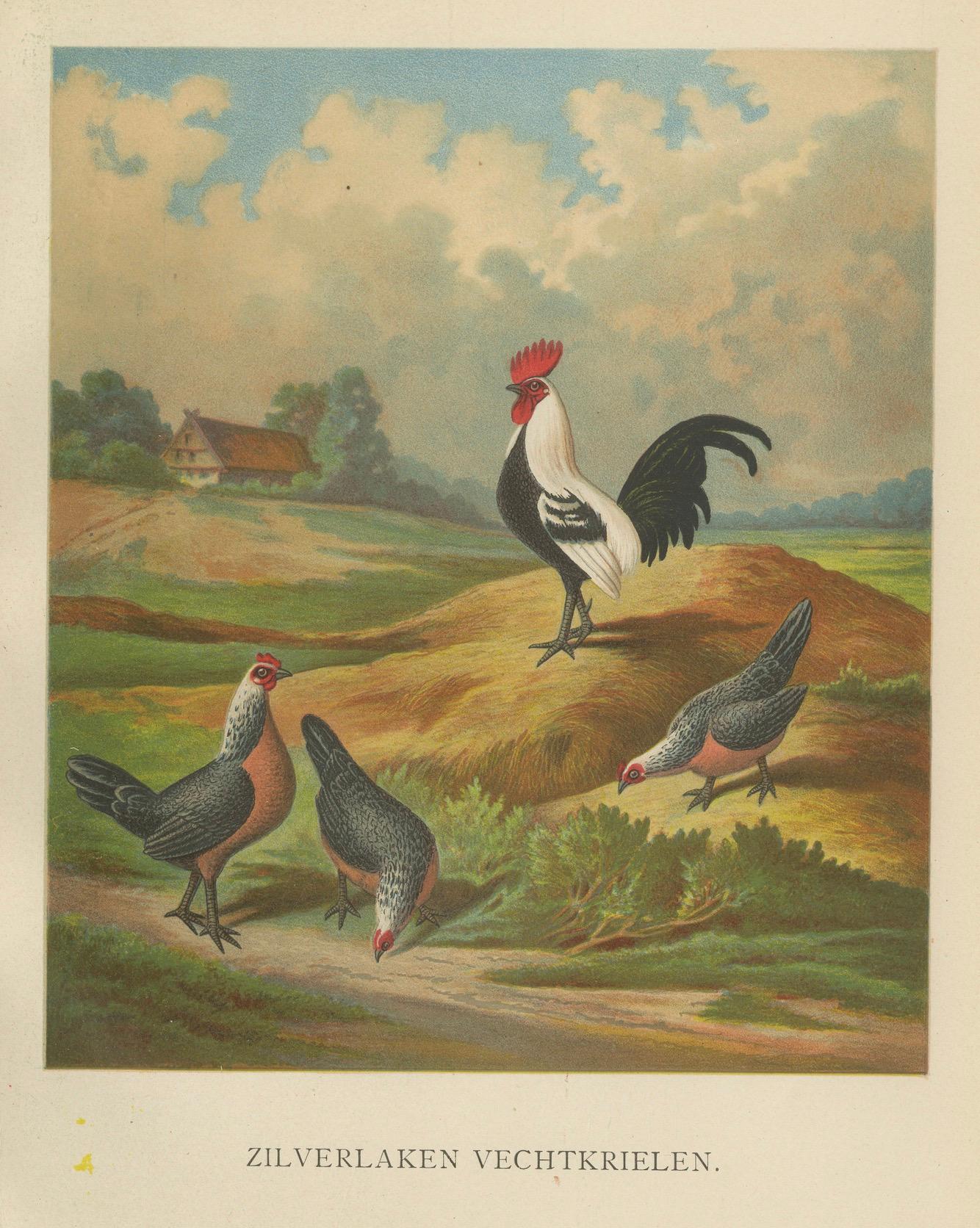The Elegant Silver Bantam Game Fowl - Eine seltene Geflügellithographie aus Silber des 19. Jahrhunderts im Angebot 1