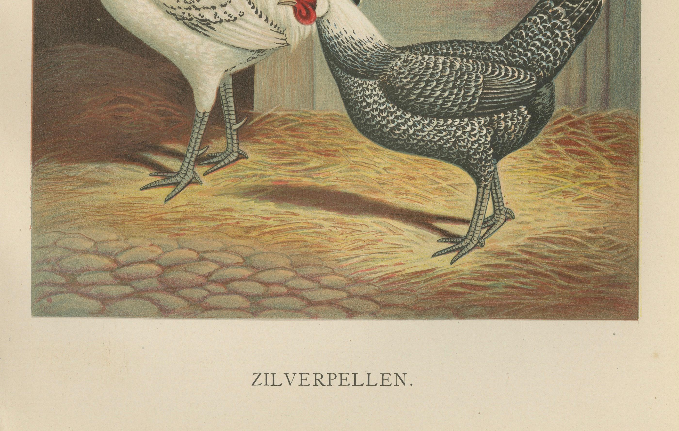 The Elegant Silver Penciled Chicken - A Rare 19th Century Poultry Lithograph  

This exquisite 19th century chromolithograph features a pair of Silver Penciled chickens, a breed celebrated for its striking contrast of black and white feather