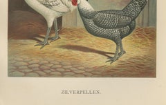 The Elegant Silver Penciled Chicken - A Rare 19th Century Poultry Lithograph