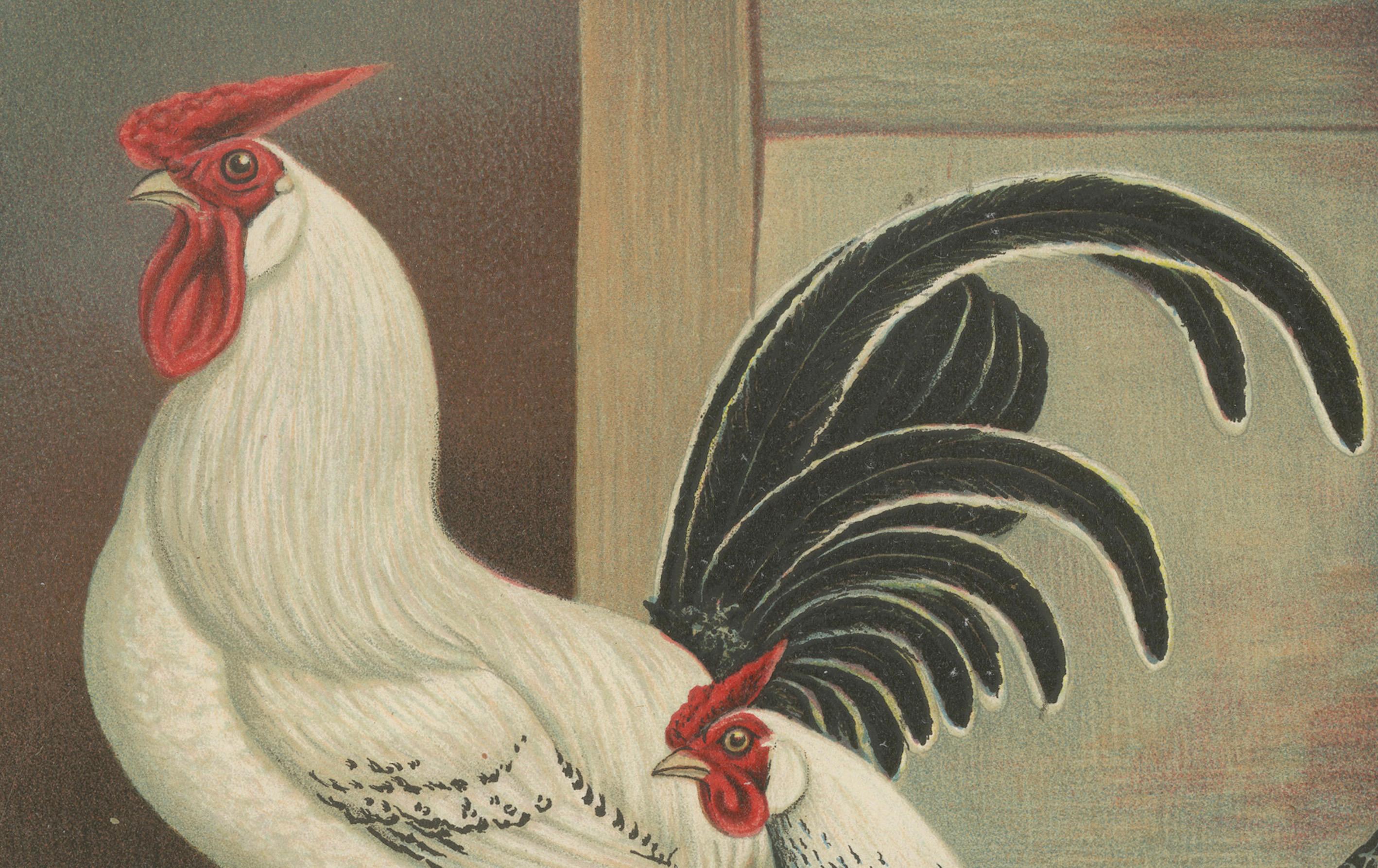 The Elegant Silver Penciled Chicken - A Rare 19th Century Poultry Lithograph In Good Condition For Sale In Langweer, NL