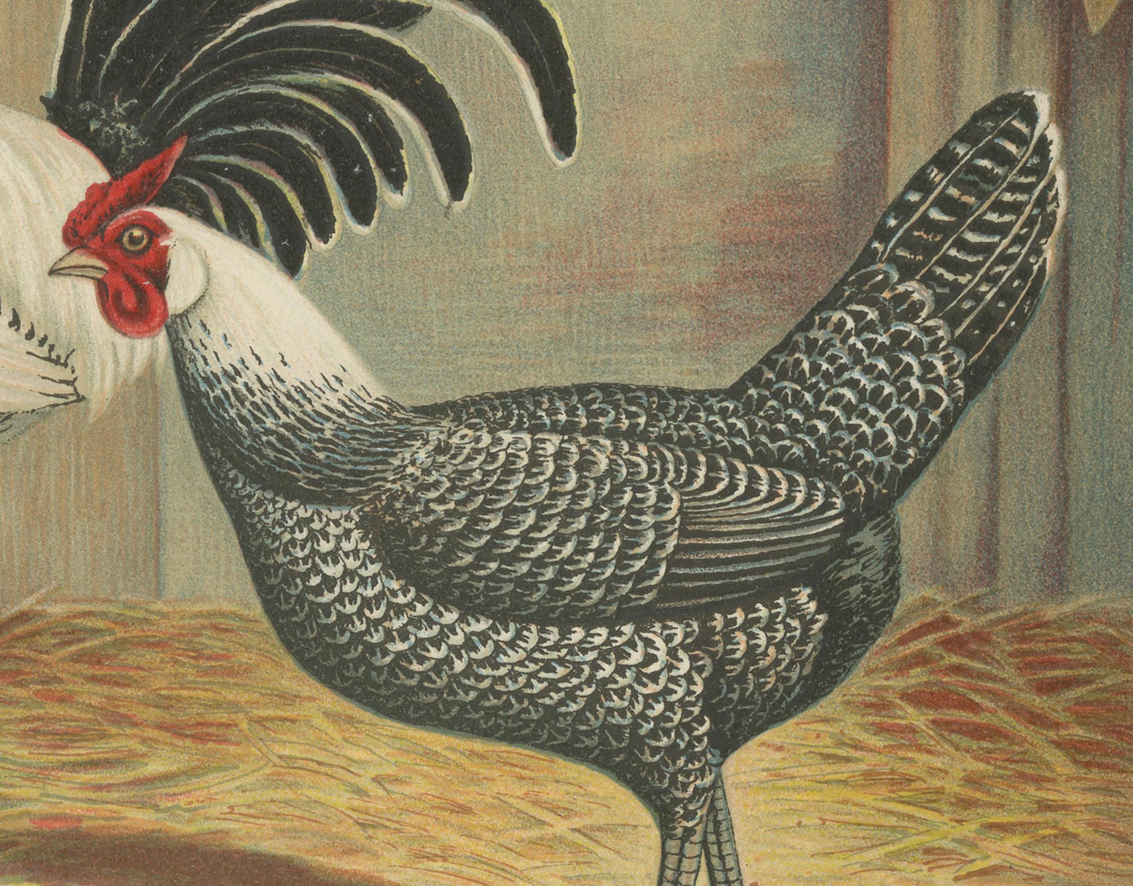Late 19th Century The Elegant Silver Penciled Chicken - A Rare 19th Century Poultry Lithograph For Sale