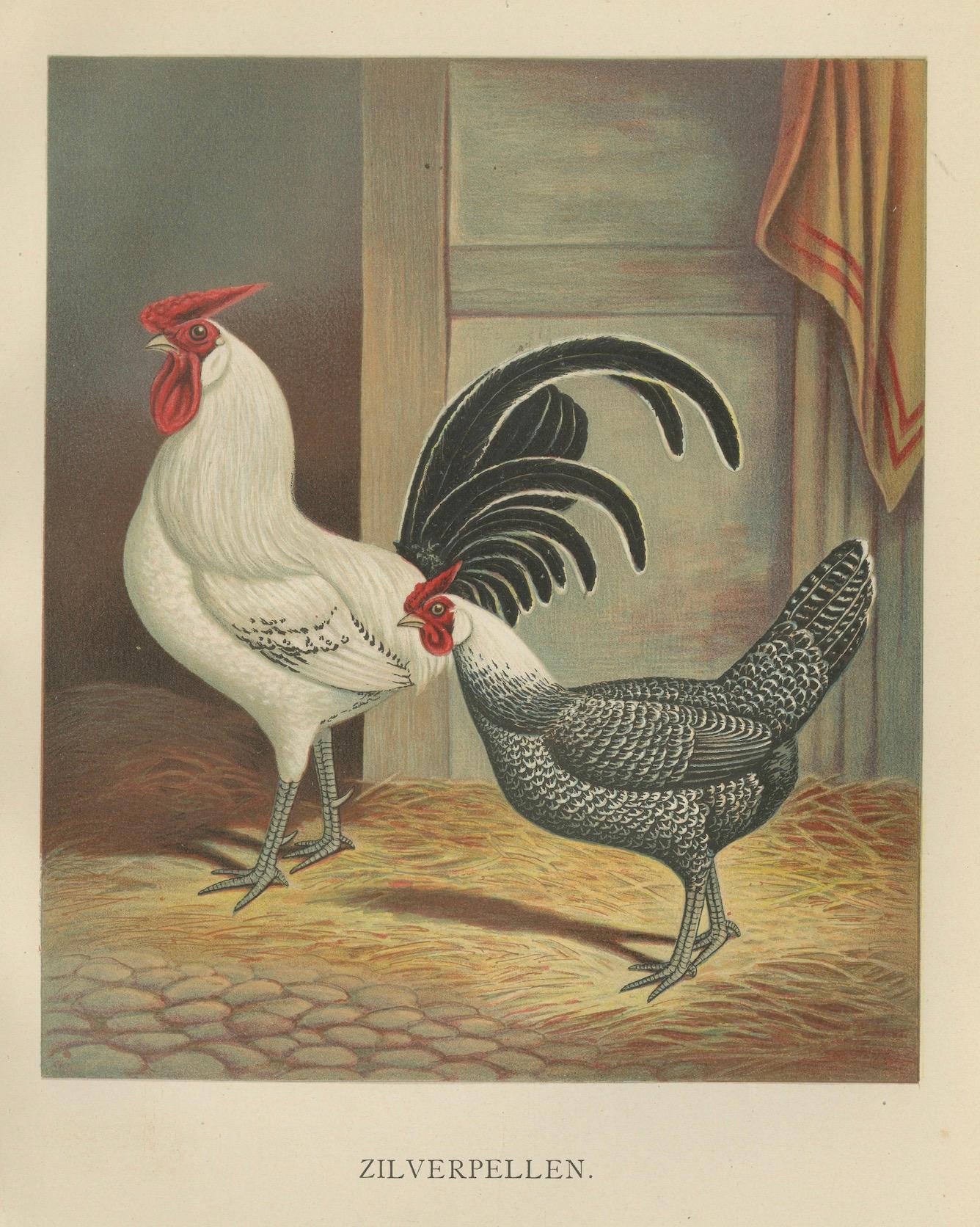 The Elegant Silver Penciled Chicken - A Rare 19th Century Poultry Lithograph For Sale 1