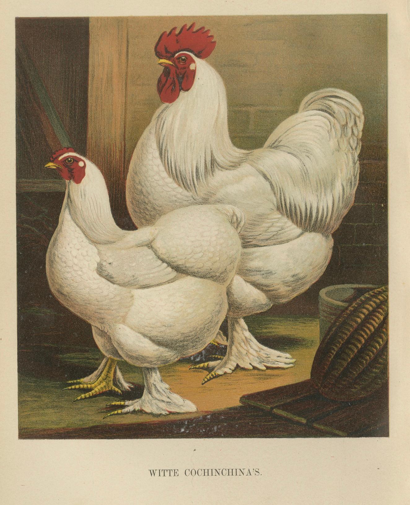 Die elegante weiße Cochinchina Eine seltene Geflügellithographie aus dem 19.  

Diese eindrucksvolle Chromolithografie aus dem 19. Jahrhundert zeigt ein Paar Weißer Cochinchina-Hühner, eine majestätische Rasse, die für ihre stattliche Statur, ihr