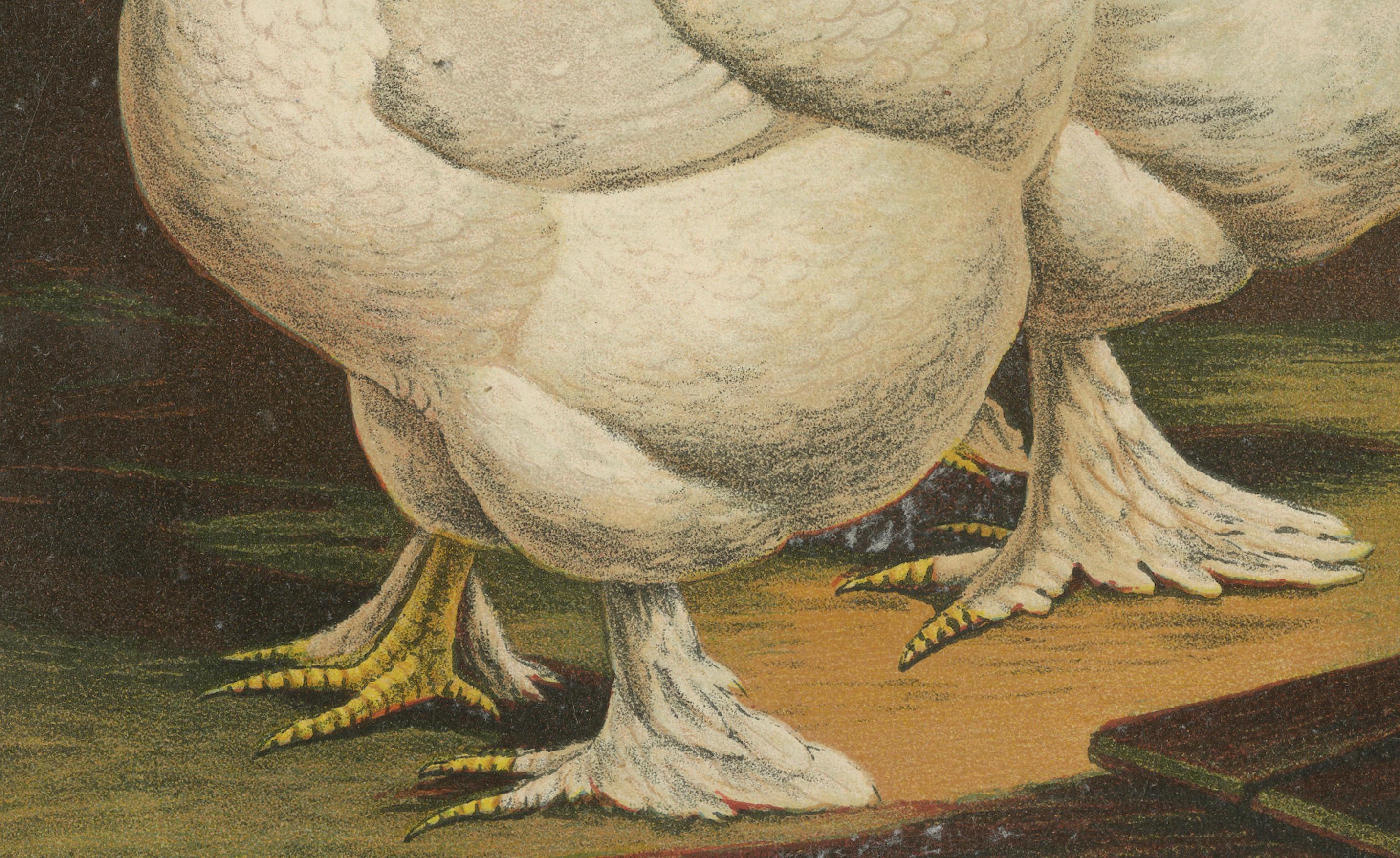 The Elegant White Cochinchina - A Rare 19th Century Poultry Lithograph im Zustand „Gut“ im Angebot in Langweer, NL