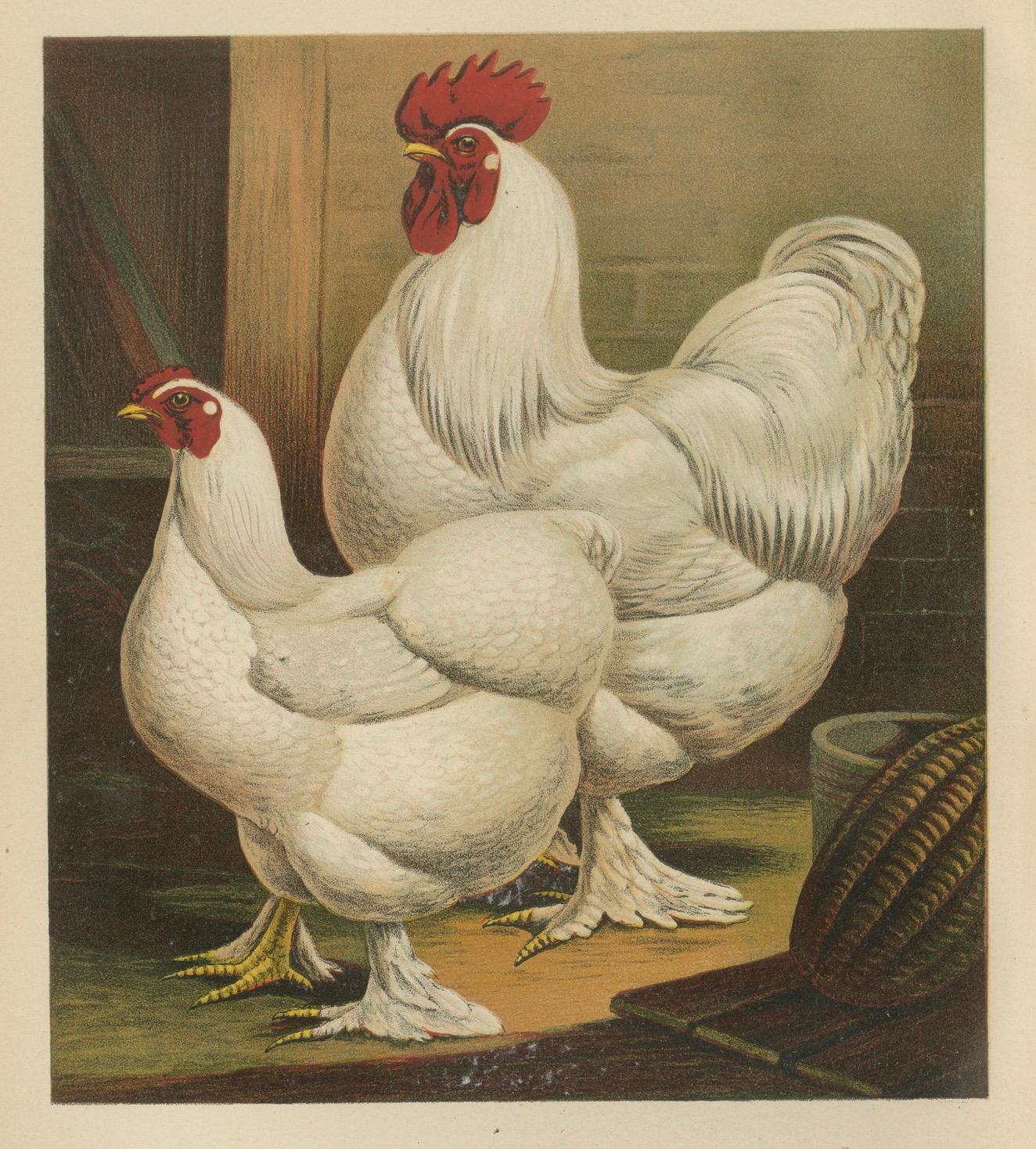The Elegant White Cochinchina - A Rare 19th Century Poultry Lithograph (Papier) im Angebot