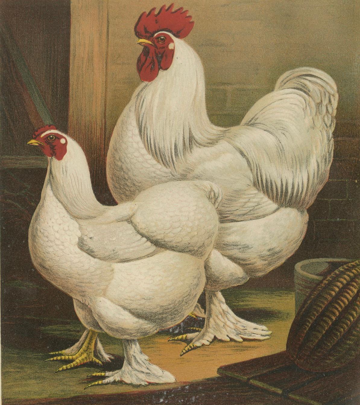 The Elegant White Cochinchina - A Rare 19th Century Poultry Lithograph im Angebot 1