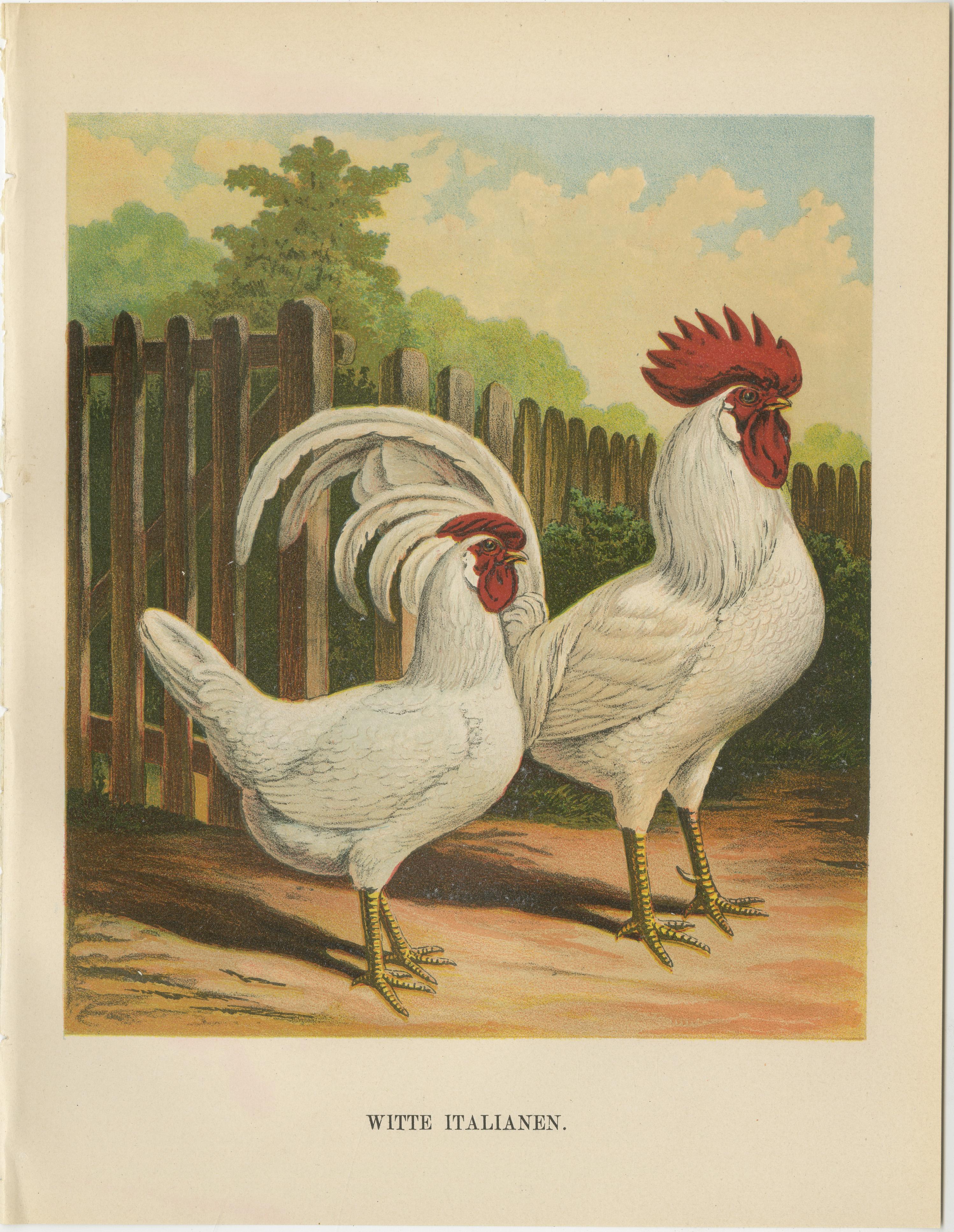 The Elegant White Italian Chicken A Rare 19th Century Poultry Lithograph  

This striking 19th century chromolithograph features a pair of White Italian chickens, an early representation of what is now known as the White Leghorn, a breed celebrated