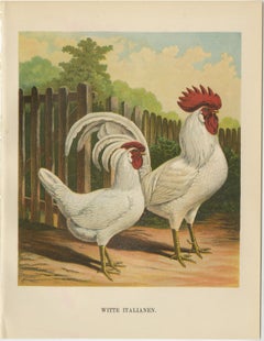 The Elegant White Italian Chicken - A Rare 19th Century Poultry Lithograph