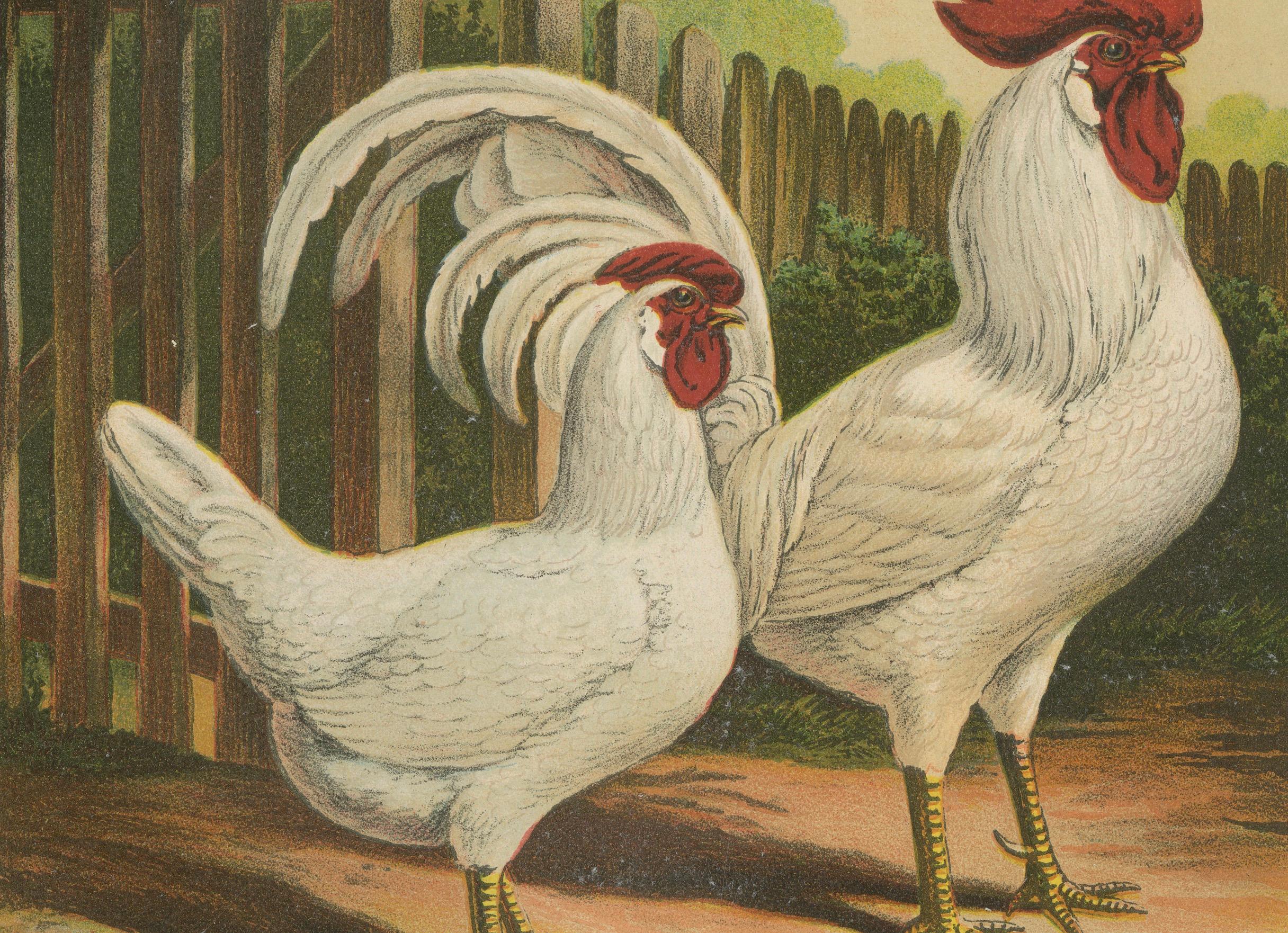 The Elegant White Italian Chicken - A Rare 19th Century Poultry Lithograph In Good Condition For Sale In Langweer, NL