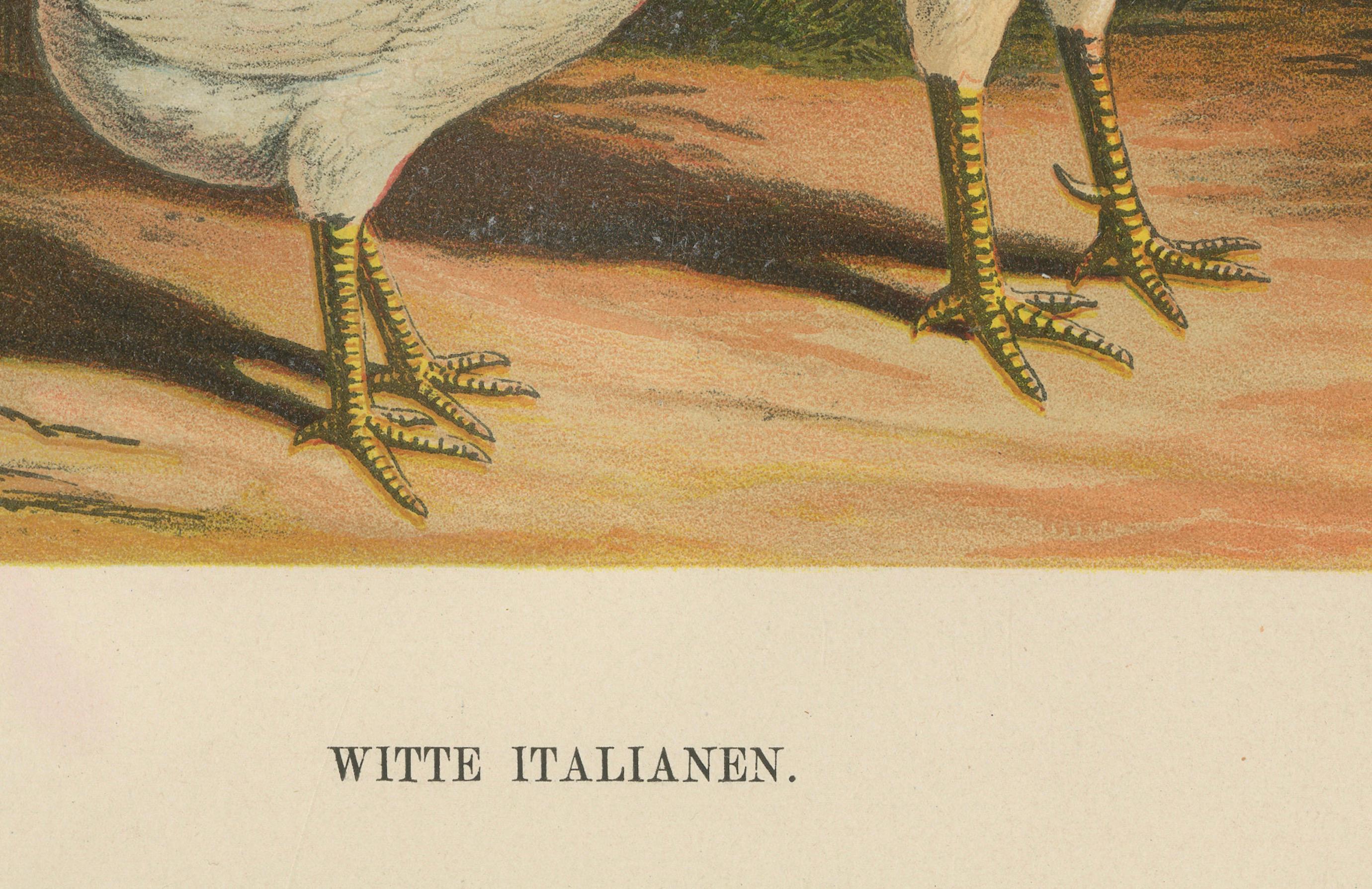 Late 19th Century The Elegant White Italian Chicken - A Rare 19th Century Poultry Lithograph For Sale