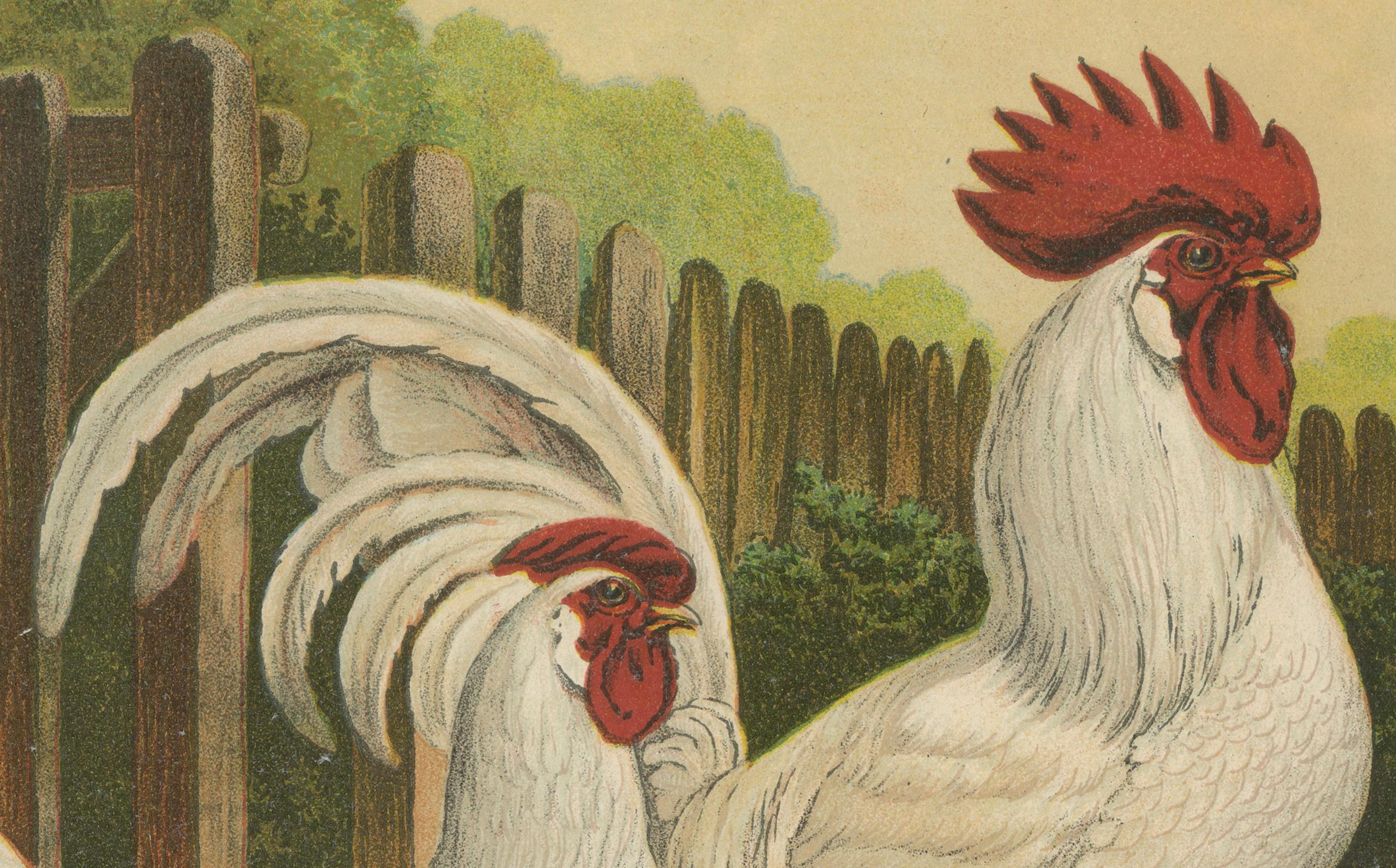 Paper The Elegant White Italian Chicken - A Rare 19th Century Poultry Lithograph For Sale