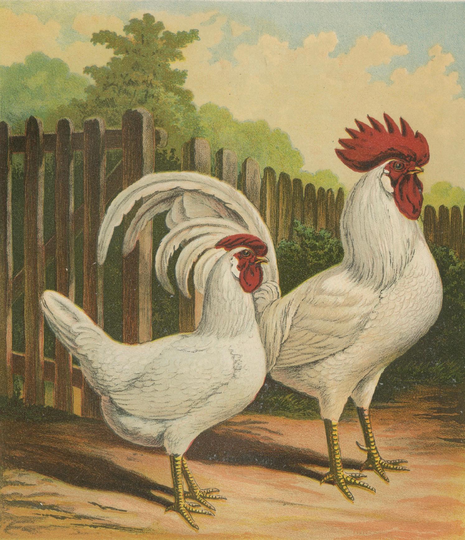 The Elegant White Italian Chicken - A Rare 19th Century Poultry Lithograph For Sale 1